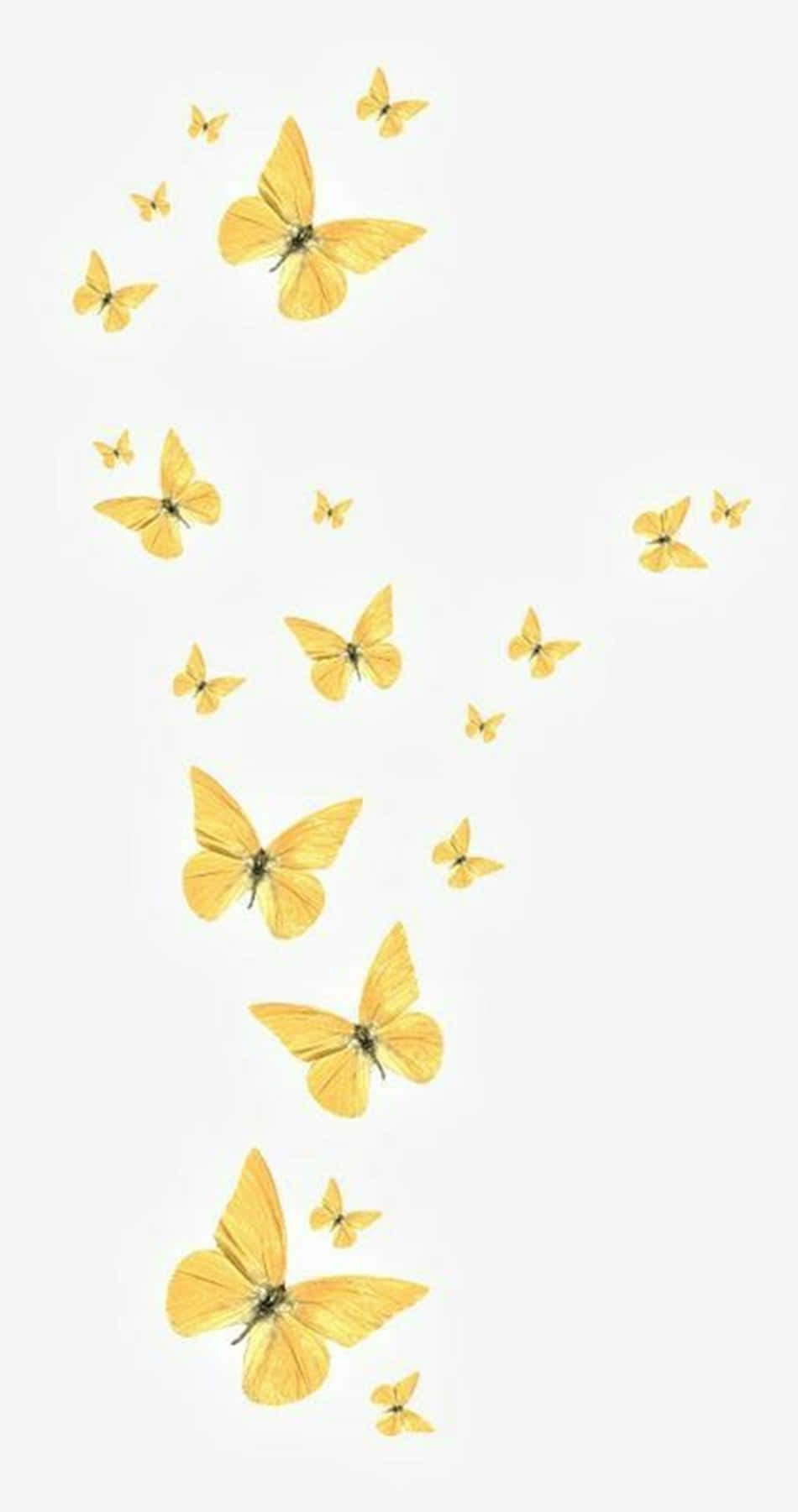 Two Energetic Yellow Butterflies Looking For A Fresh Start. Background
