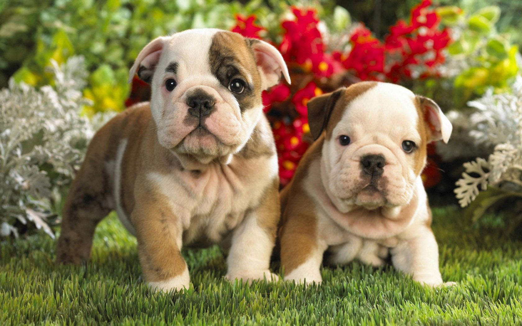 Two English Bulldog Puppies Background