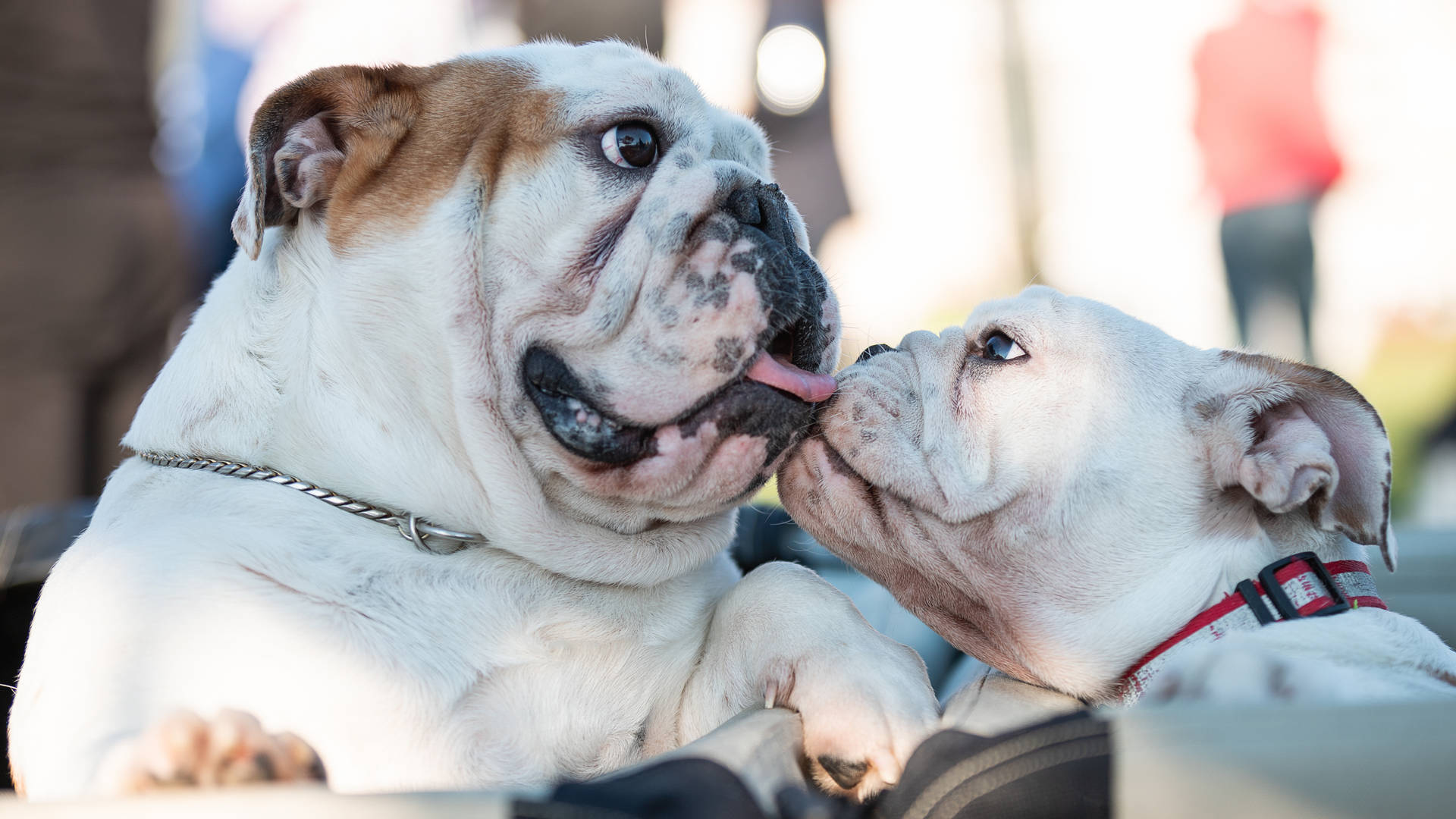 Two English Bulldogs Kissing