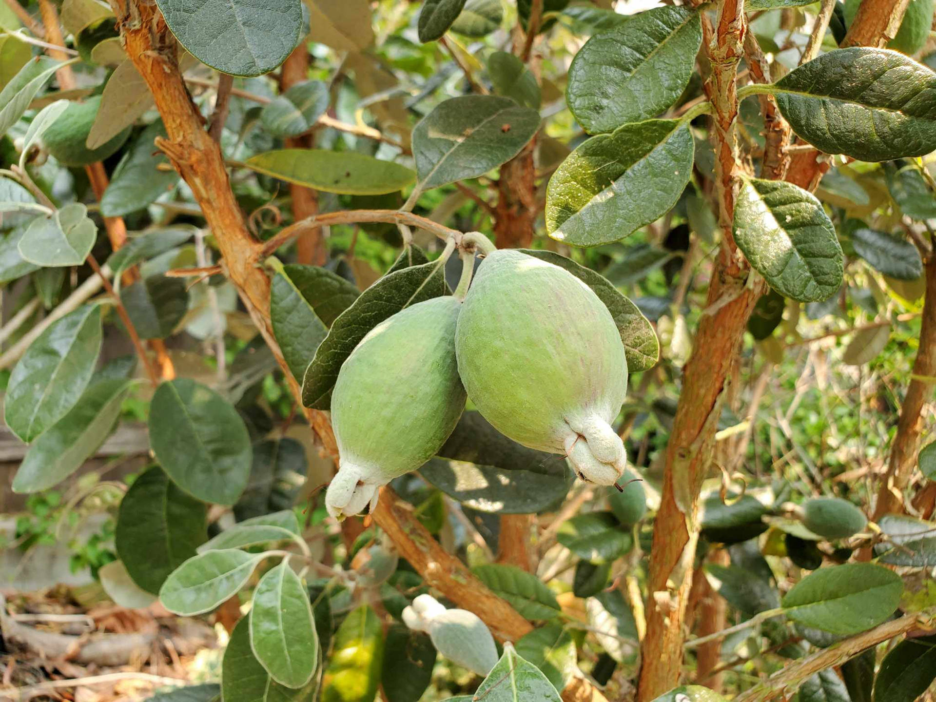 Two Feijoa In The Branch