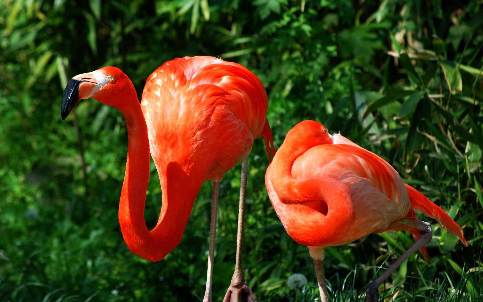 Two Flamingos In Green-leafy Background Background