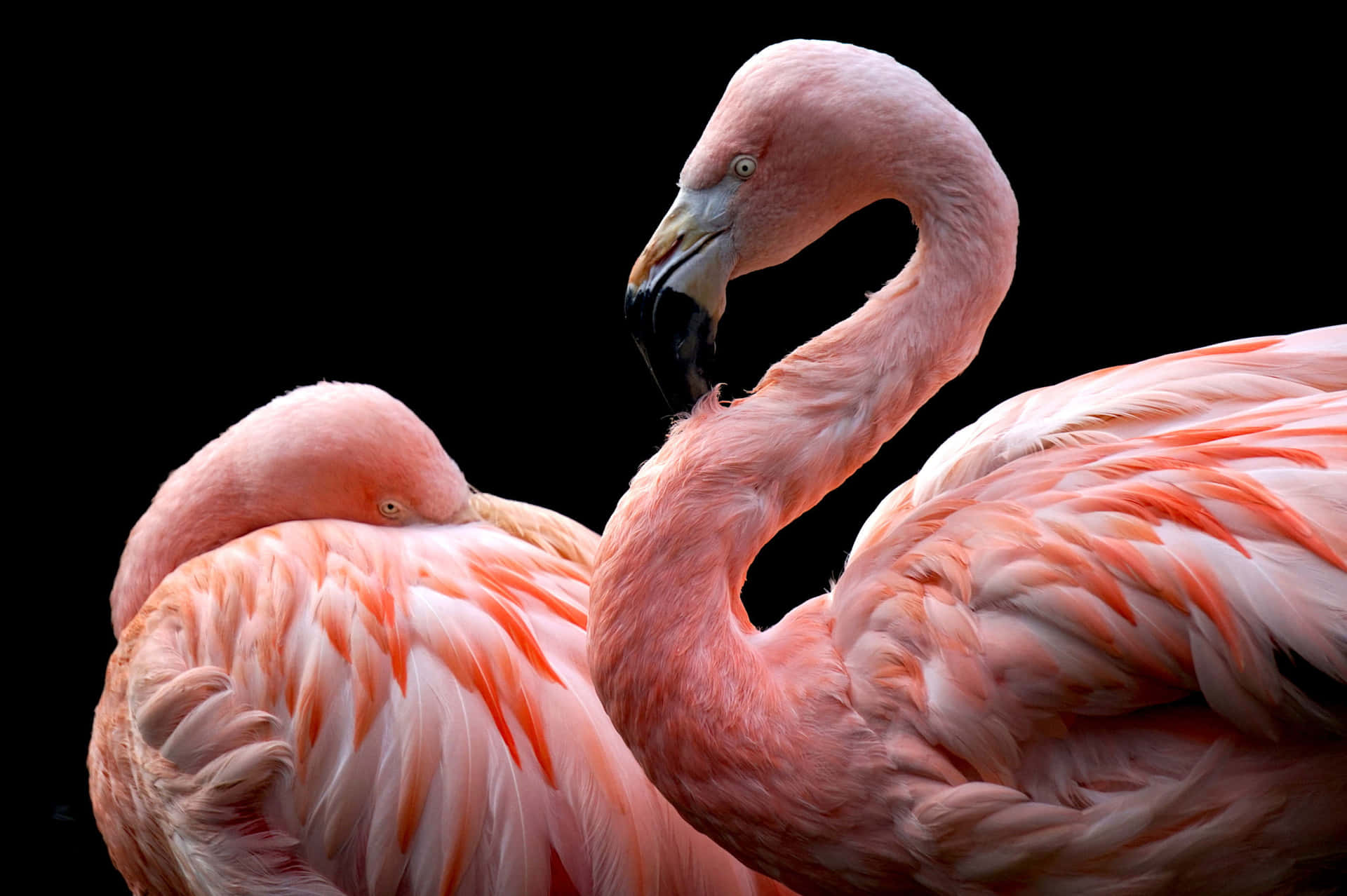 Two Flamingos Standing Together Background