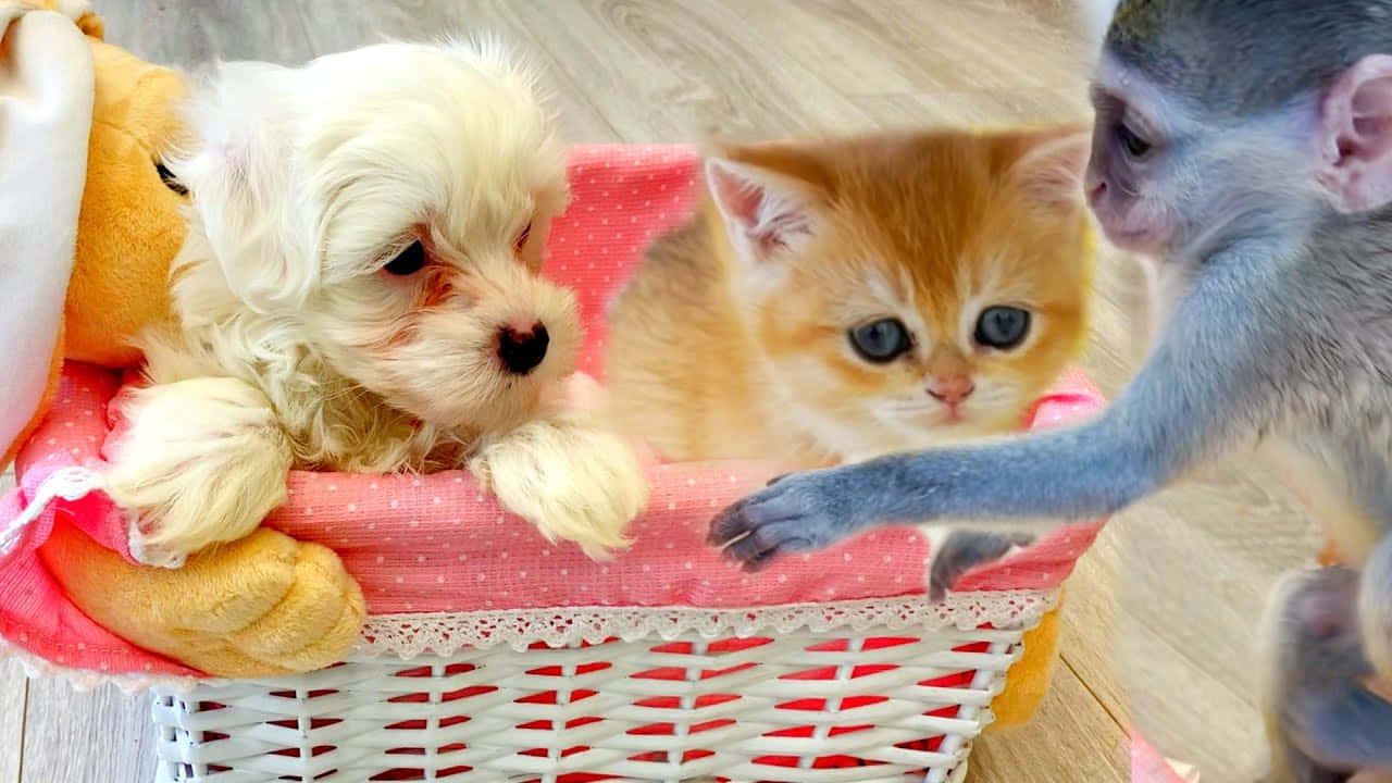 Two Furry Friends Enjoying A Sunny Day Background