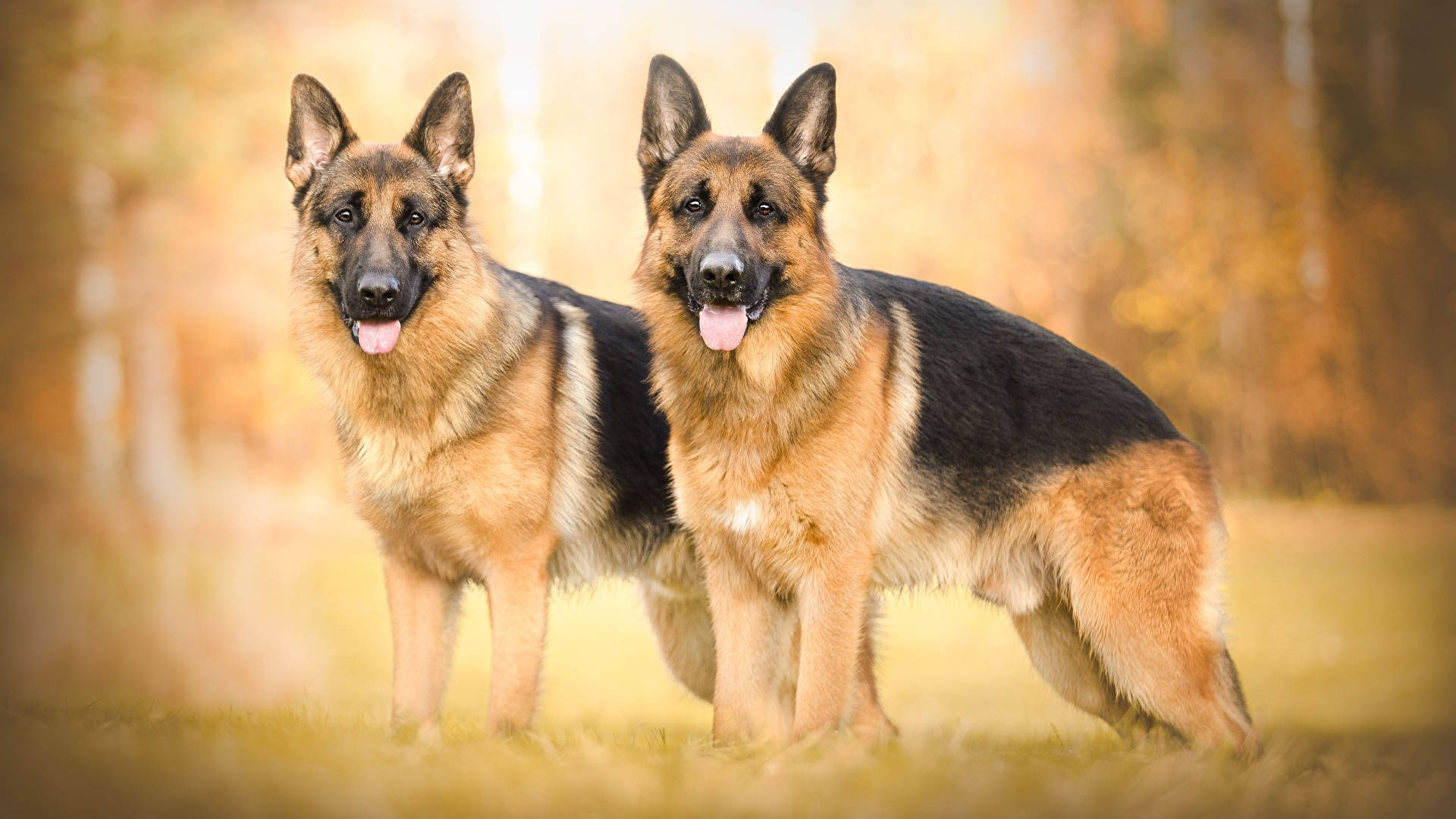 Two German Shepherd Dogs Background