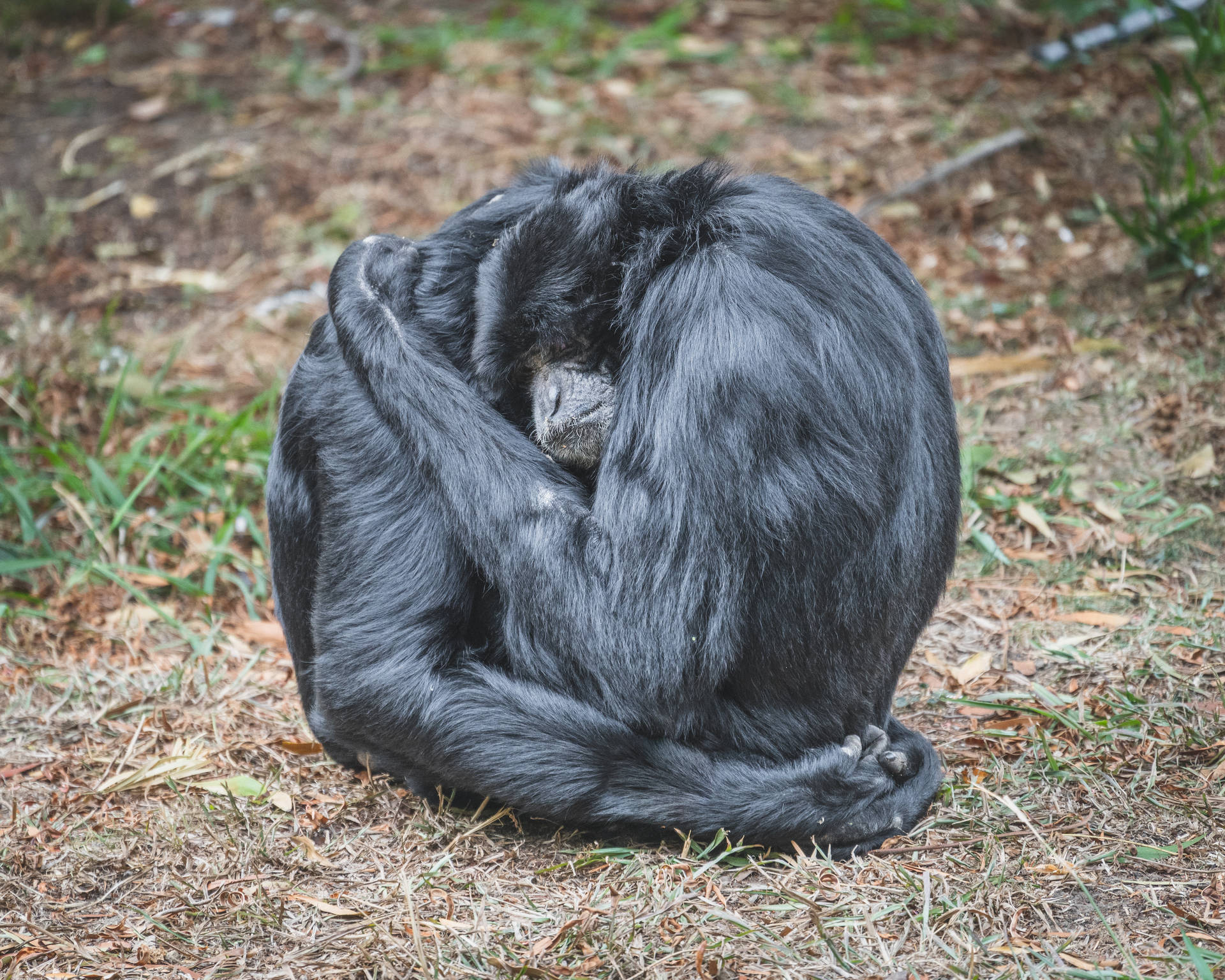 Two Gibbons Hugging