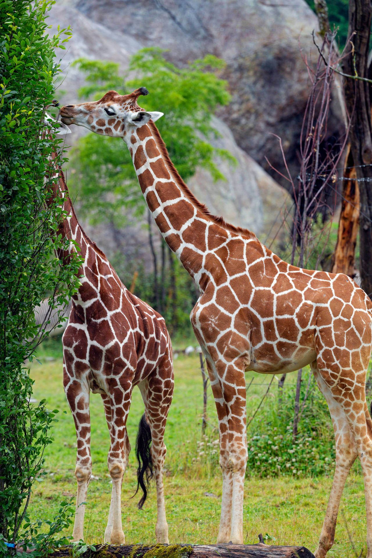 Two Giraffes Eating Background