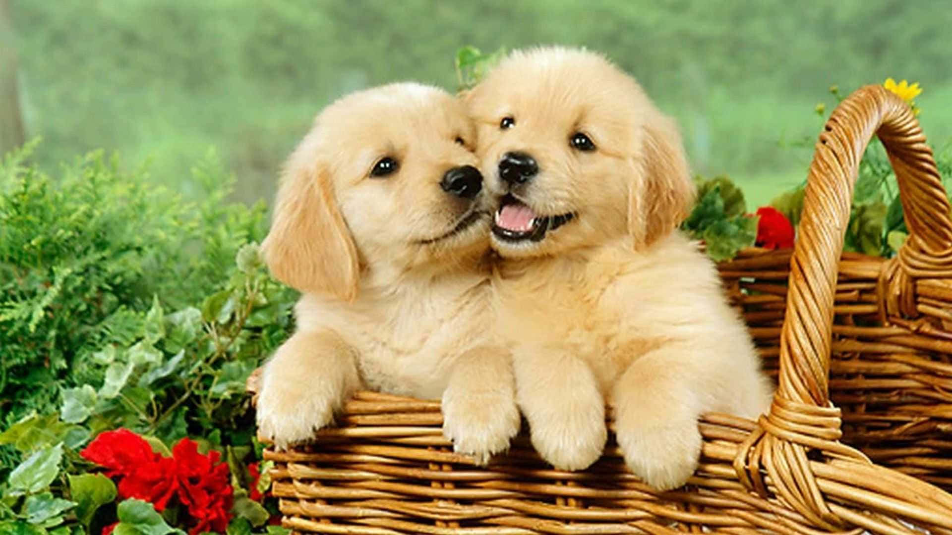 Two Golden Retriever Puppies In A Basket Background