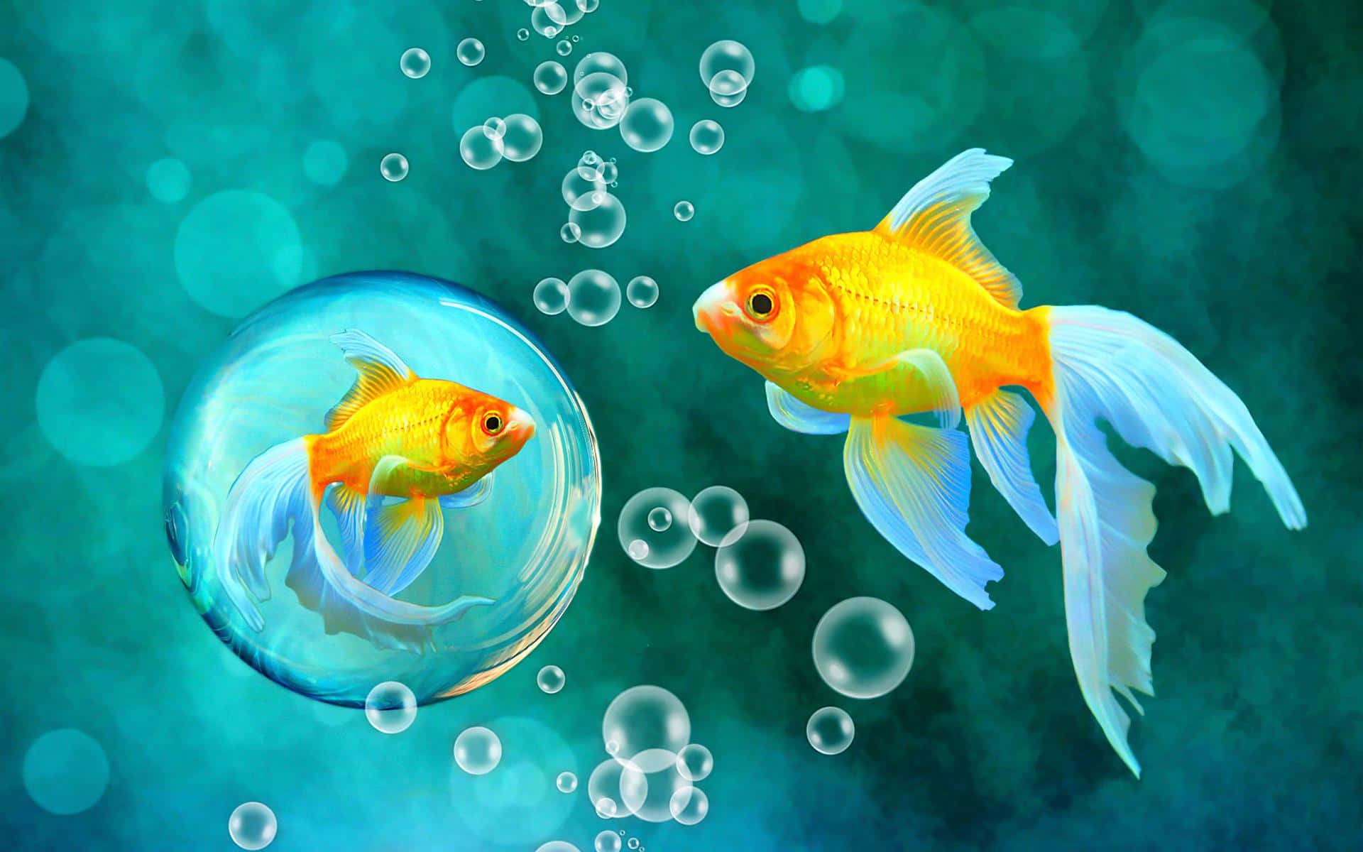 Two Goldfish Swimming In A Bubble