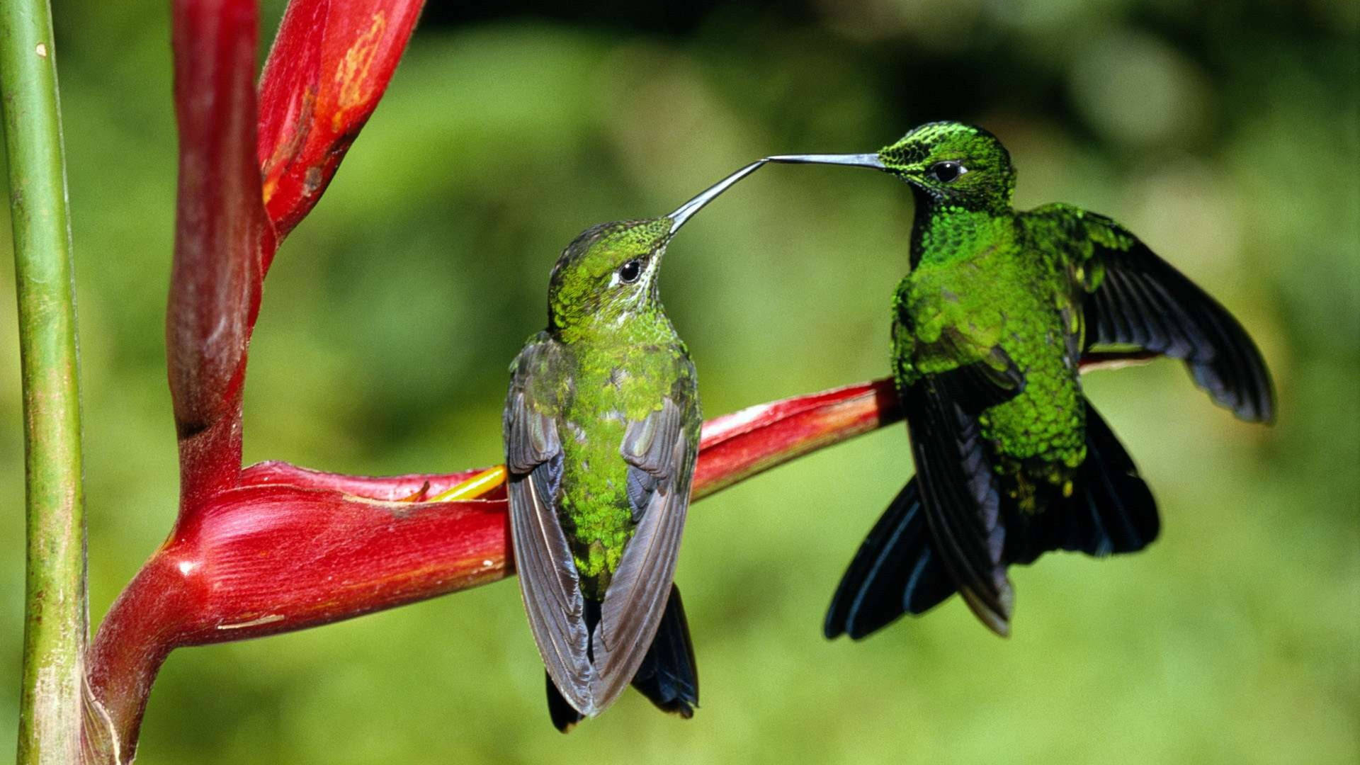 Two Green Hummingbirds Background