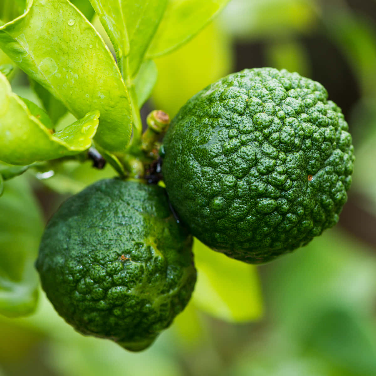Two Green Kaffir Lime Fruit Background