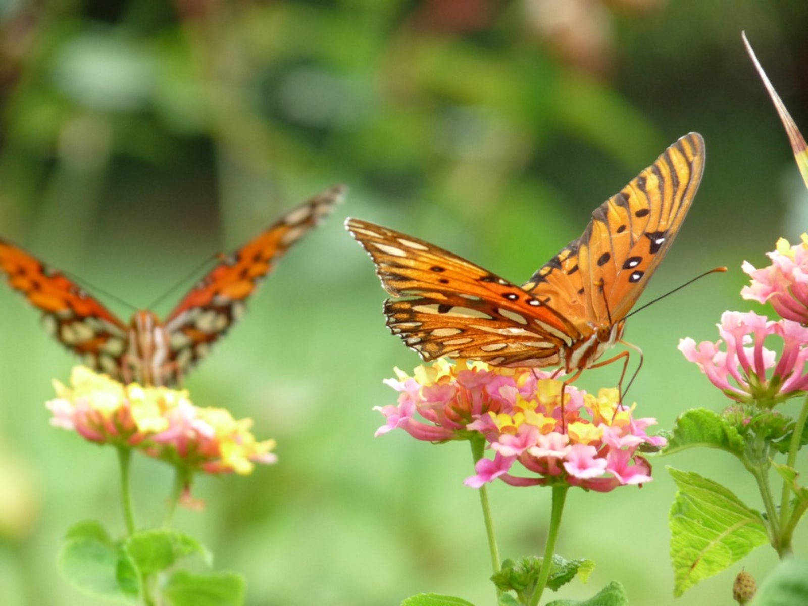 Two Gulf Fritillary Butterfly On Flower Background