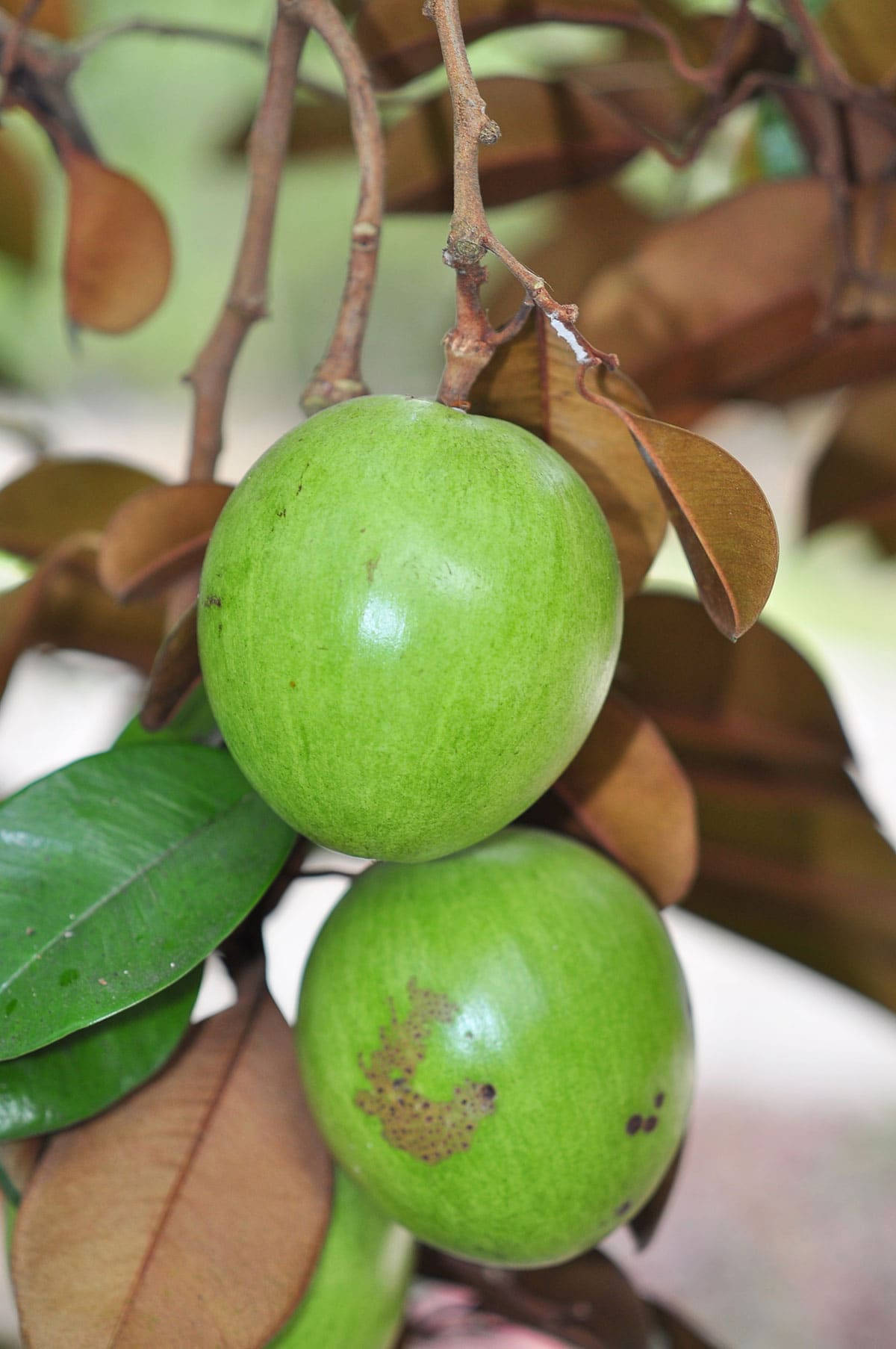 Two Hanging Green Star Apple Background