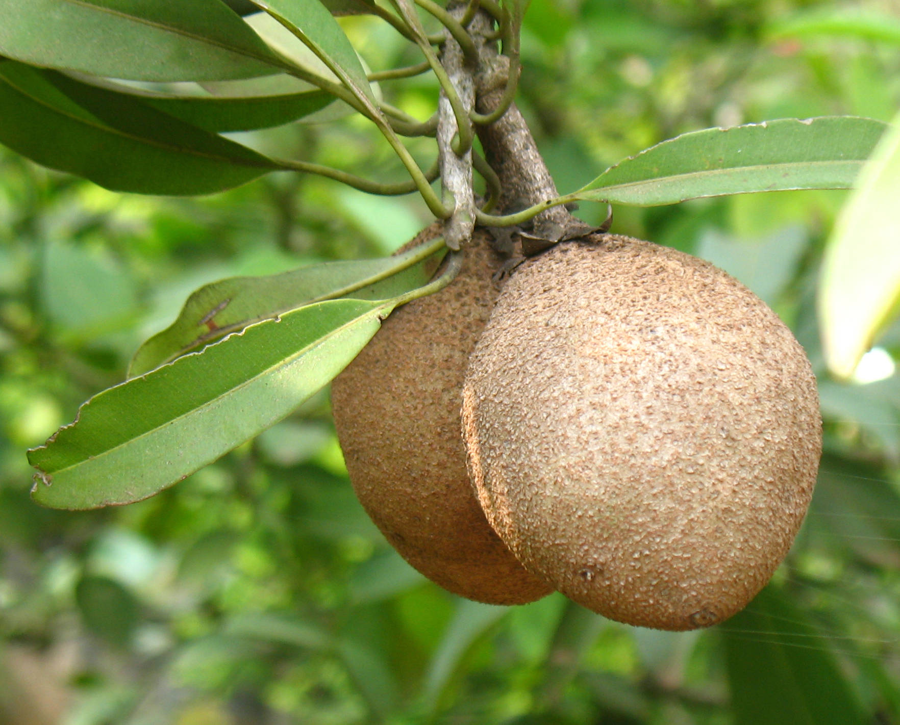 Two Hanging Sapodilla Fruits Background