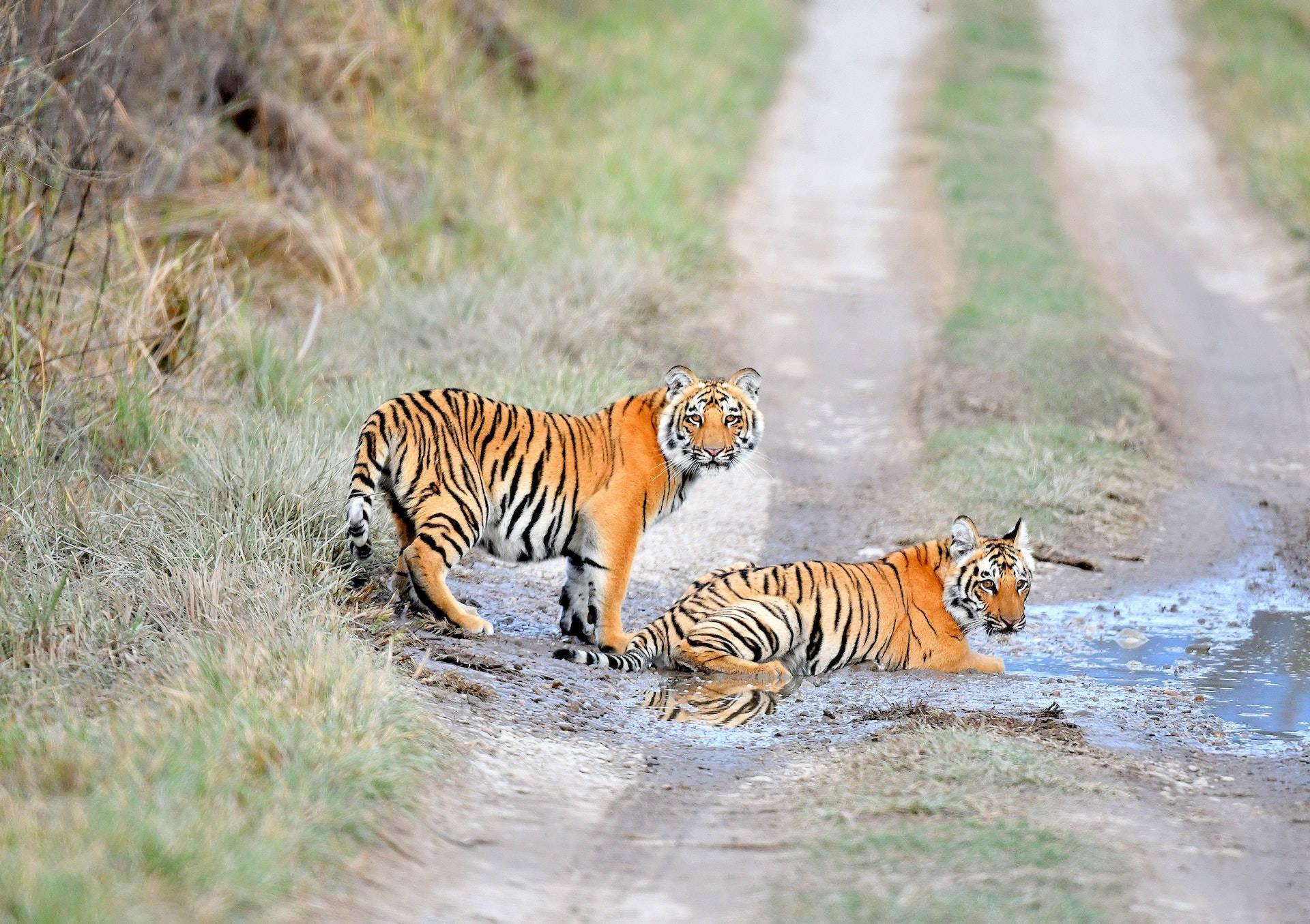 Two Harimau On The Road
