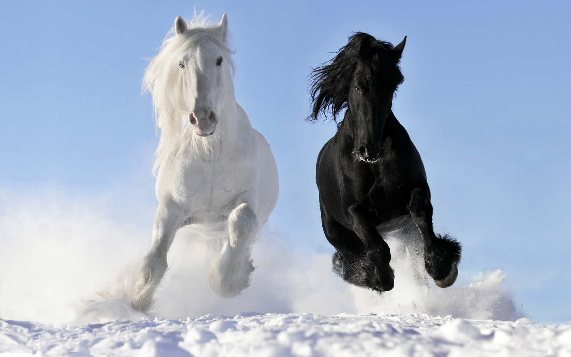 Two Horses Running In The Snow