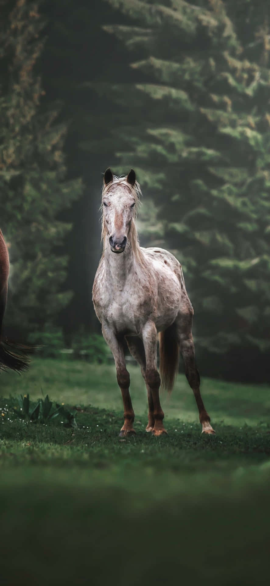 Two Horses Standing In A Field Background