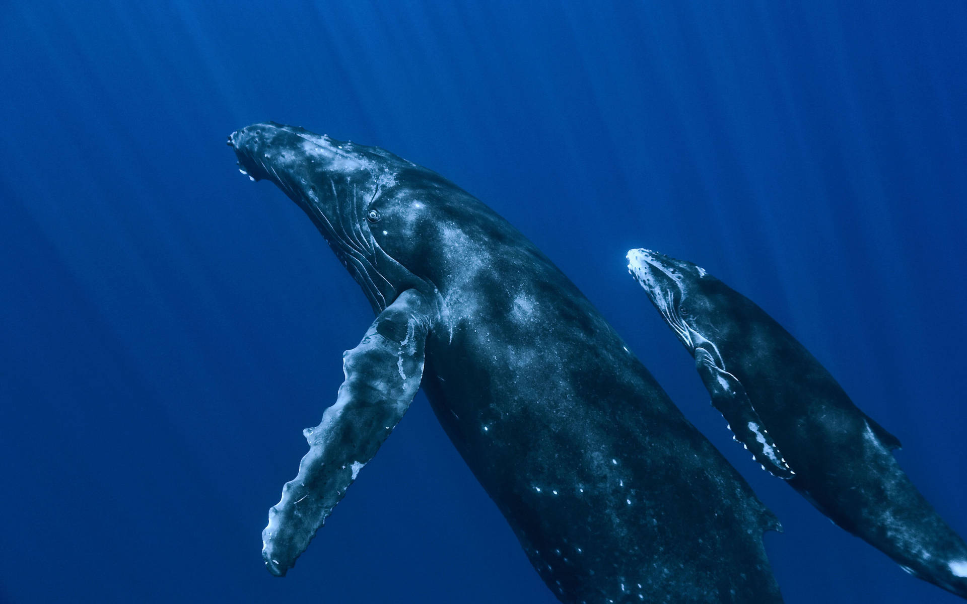 Two Humpback Whales Swimming Upwards