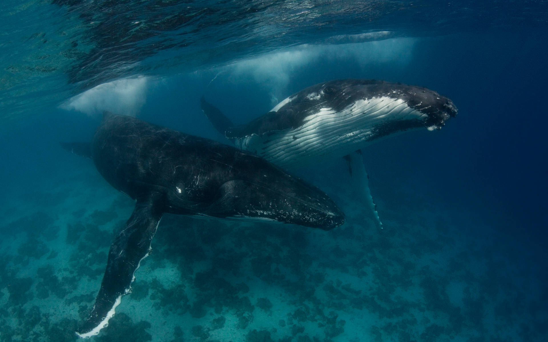 Two Humpback Whales Underwater Background