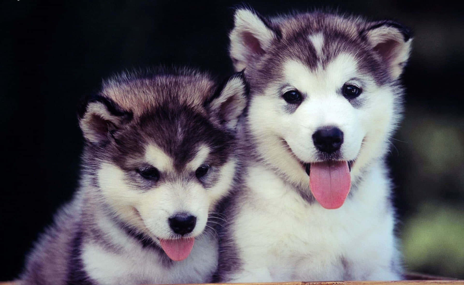 Two Husky Puppies Sitting In A Wooden Box Background