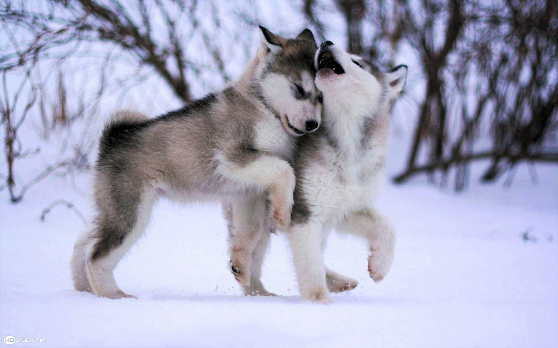 Two Husky Puppy Playing Background