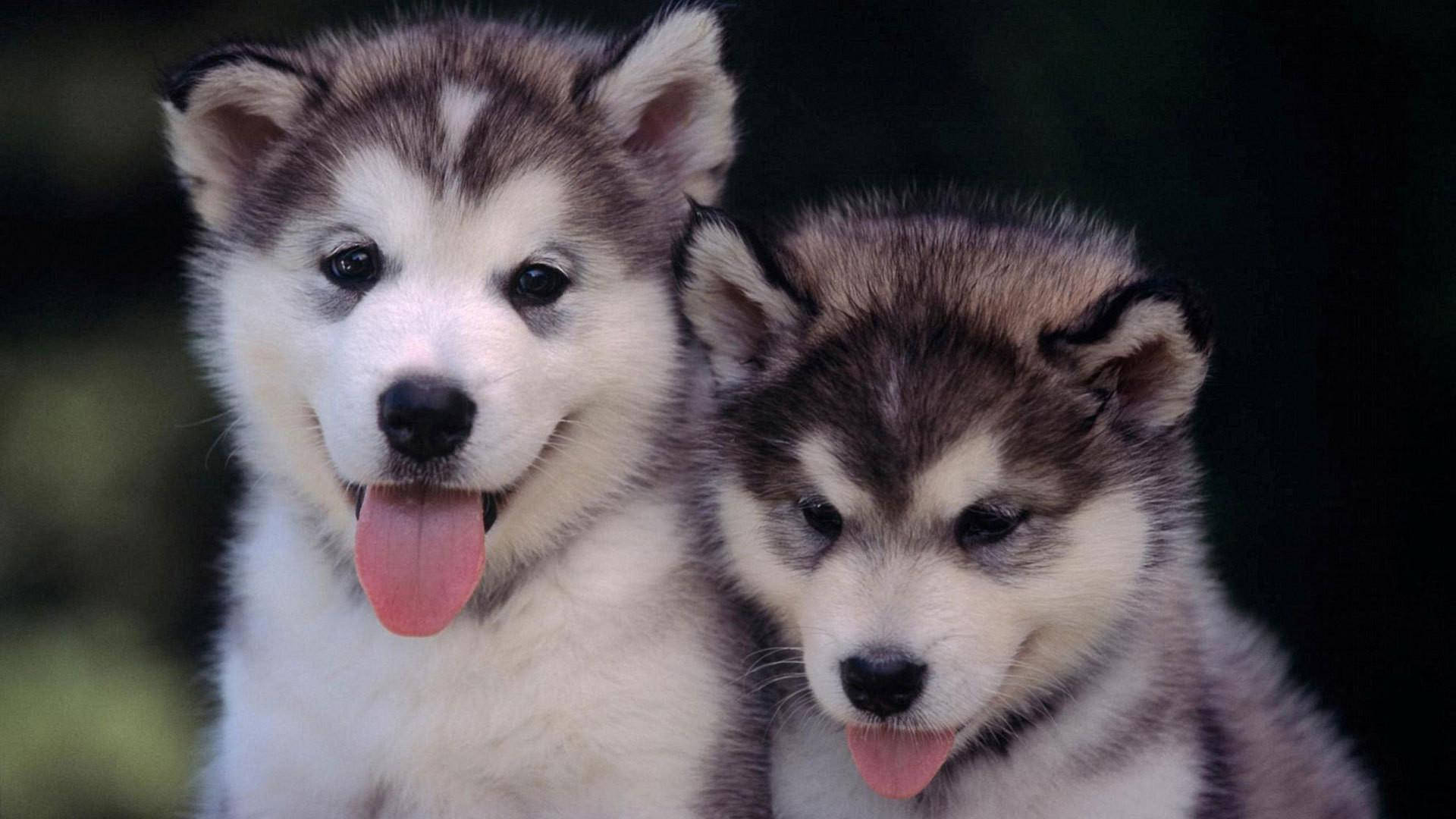 Two Husky Puppy Tongue Out