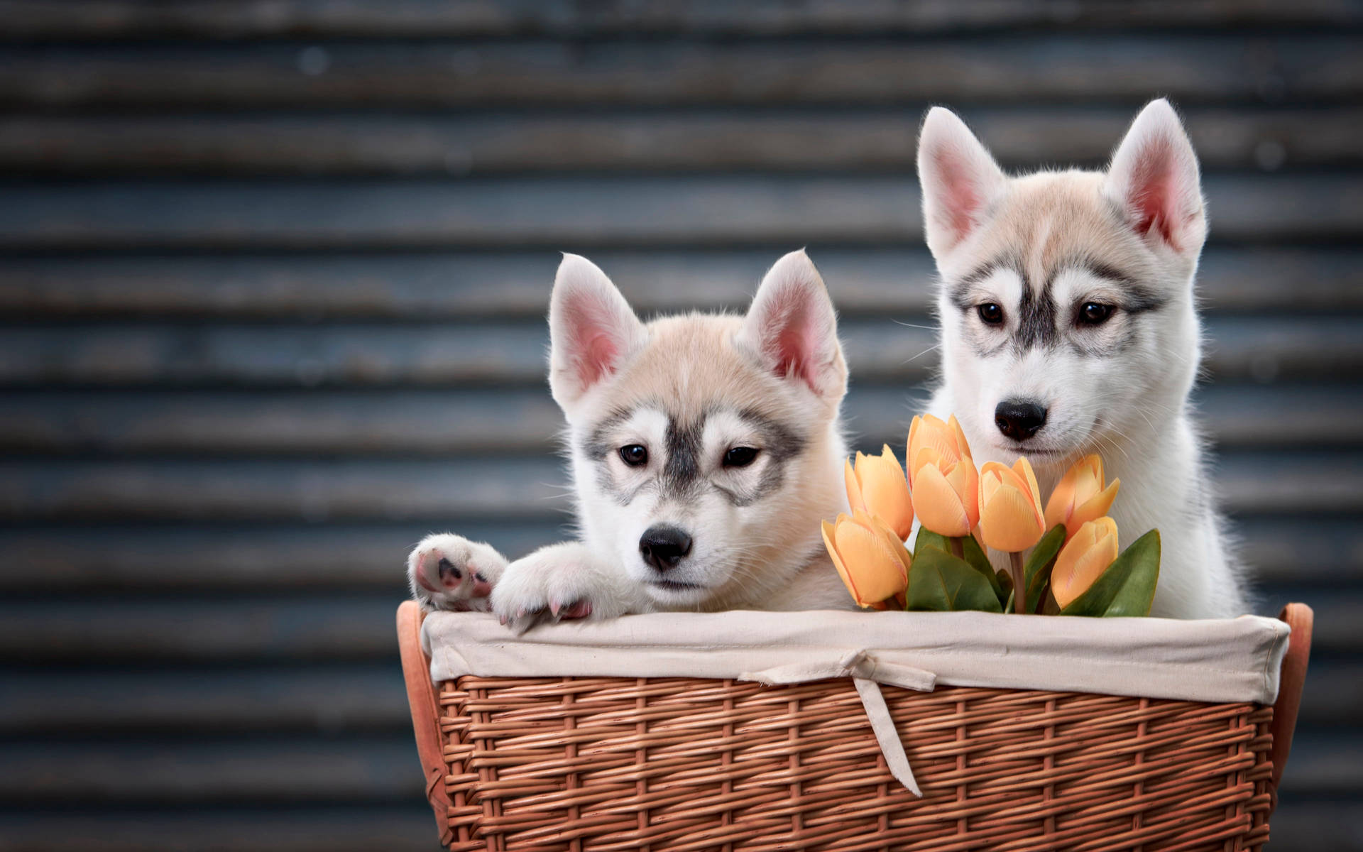 Two Husky Puppy With Tulips Background