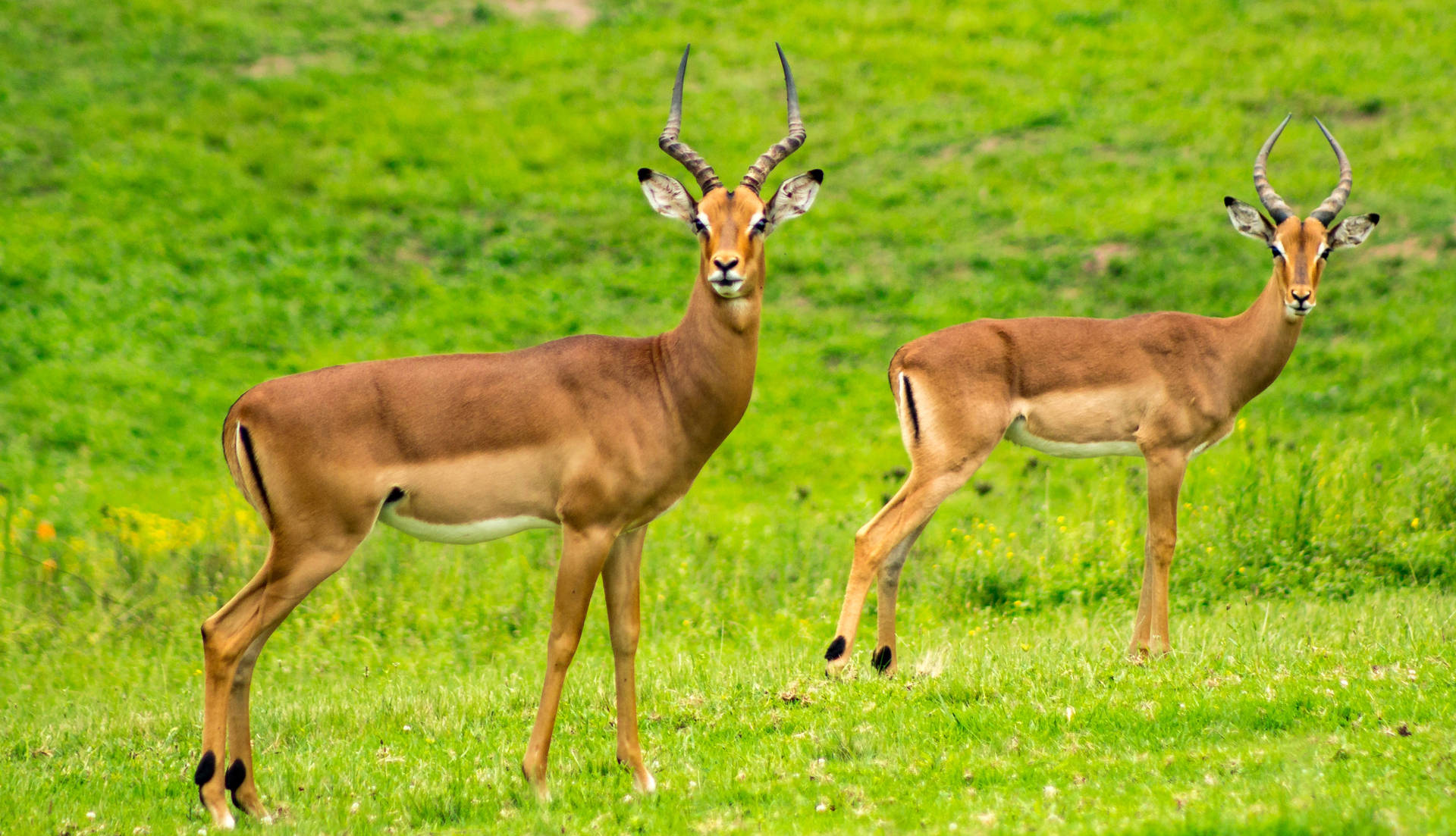 Two Impalas Wild Animal Background