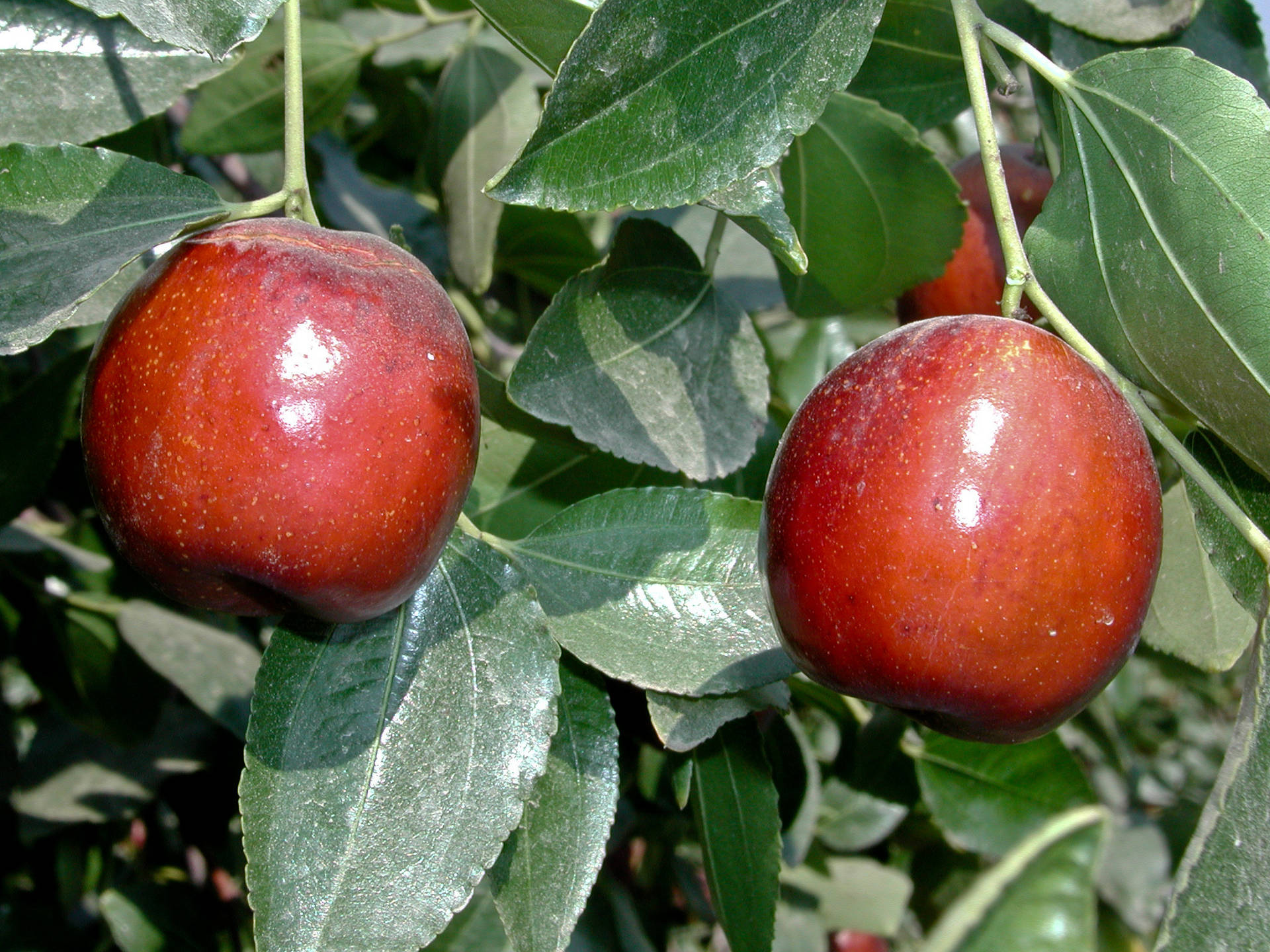 Two Indian Jujube Fruits Background