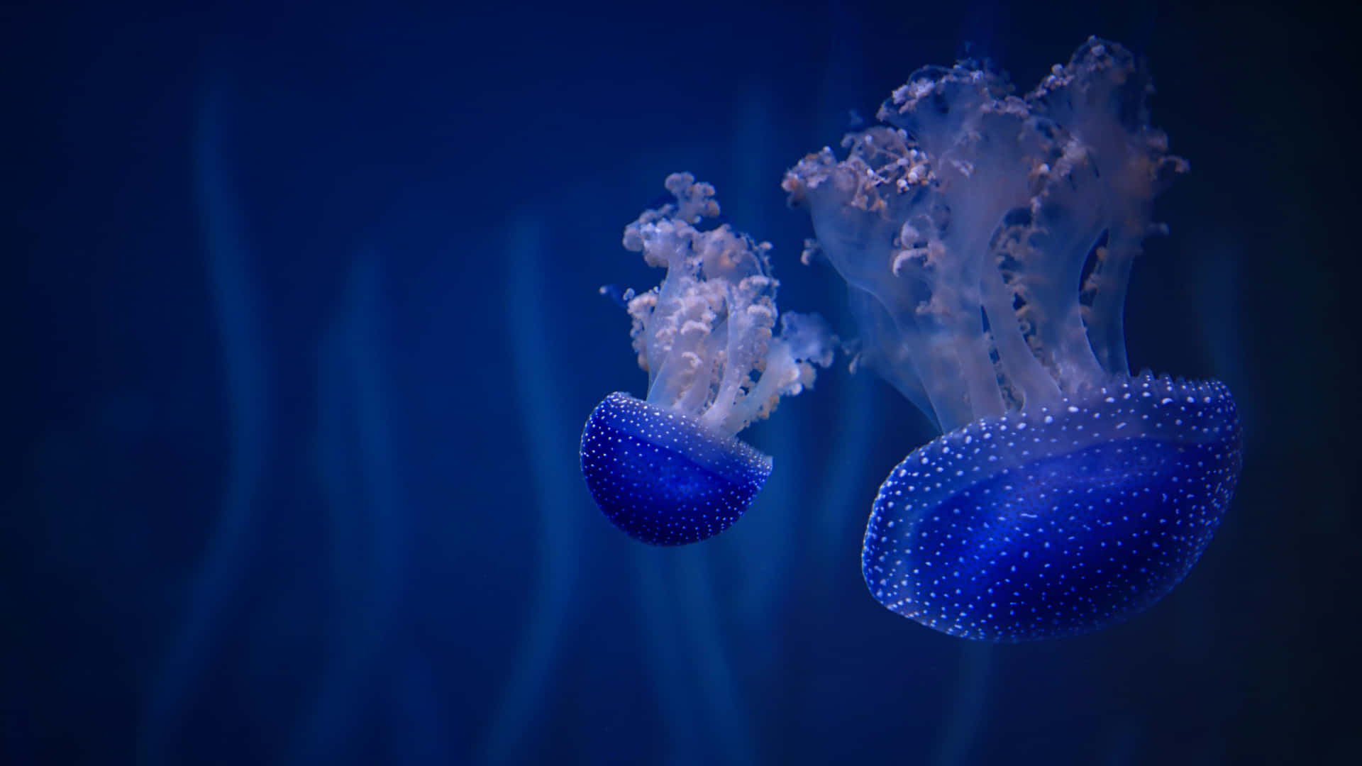 Two Jellyfish Swimming In The Ocean Background