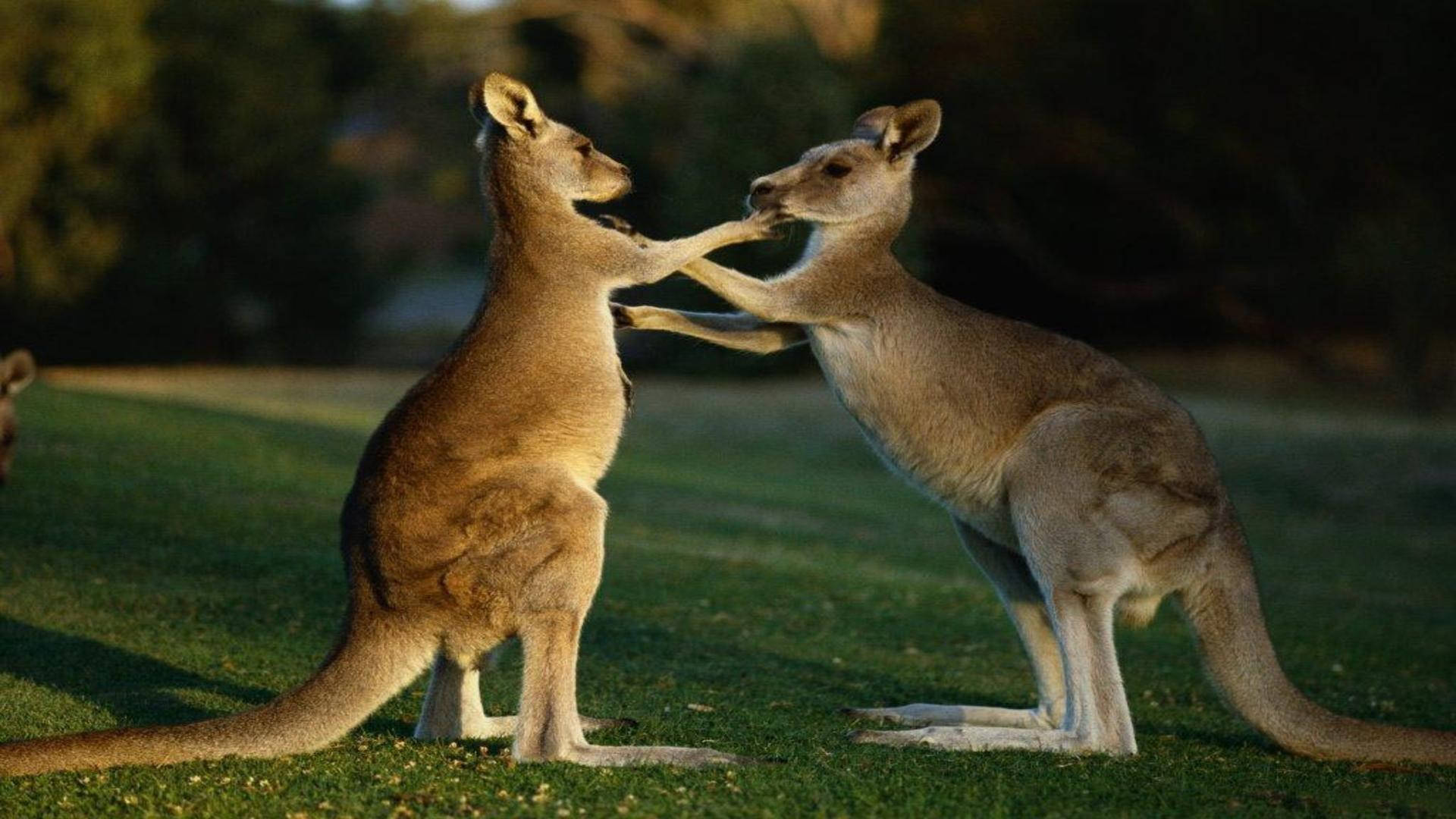 Two Kangaroos Playing Background