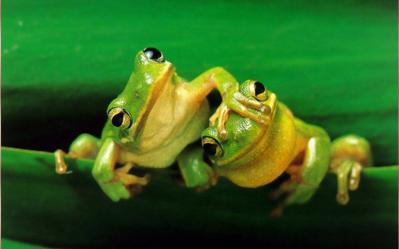 Two Kawaii Frogs Looking Up Background