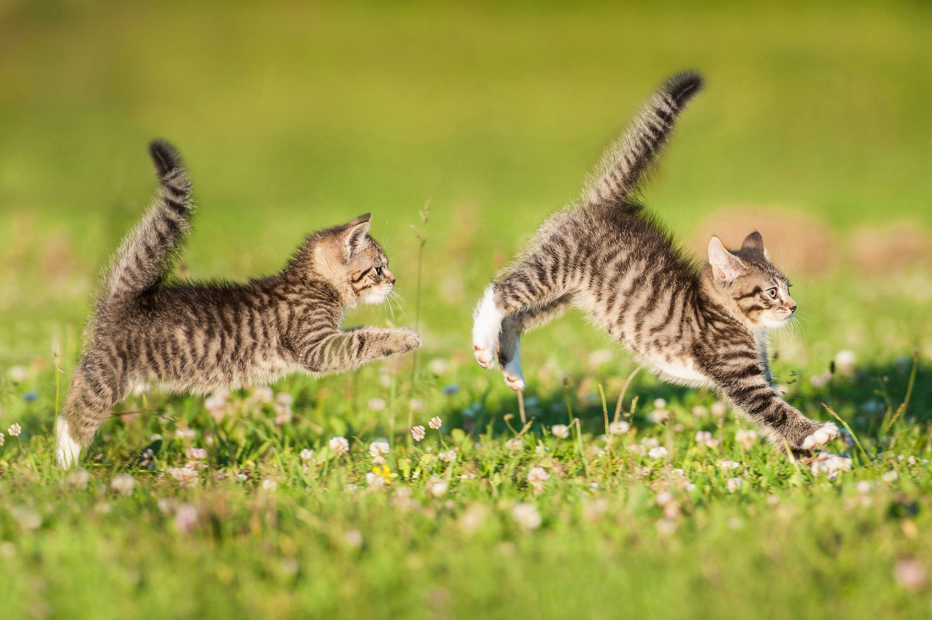 Two Kittens Playing Outdoors Background