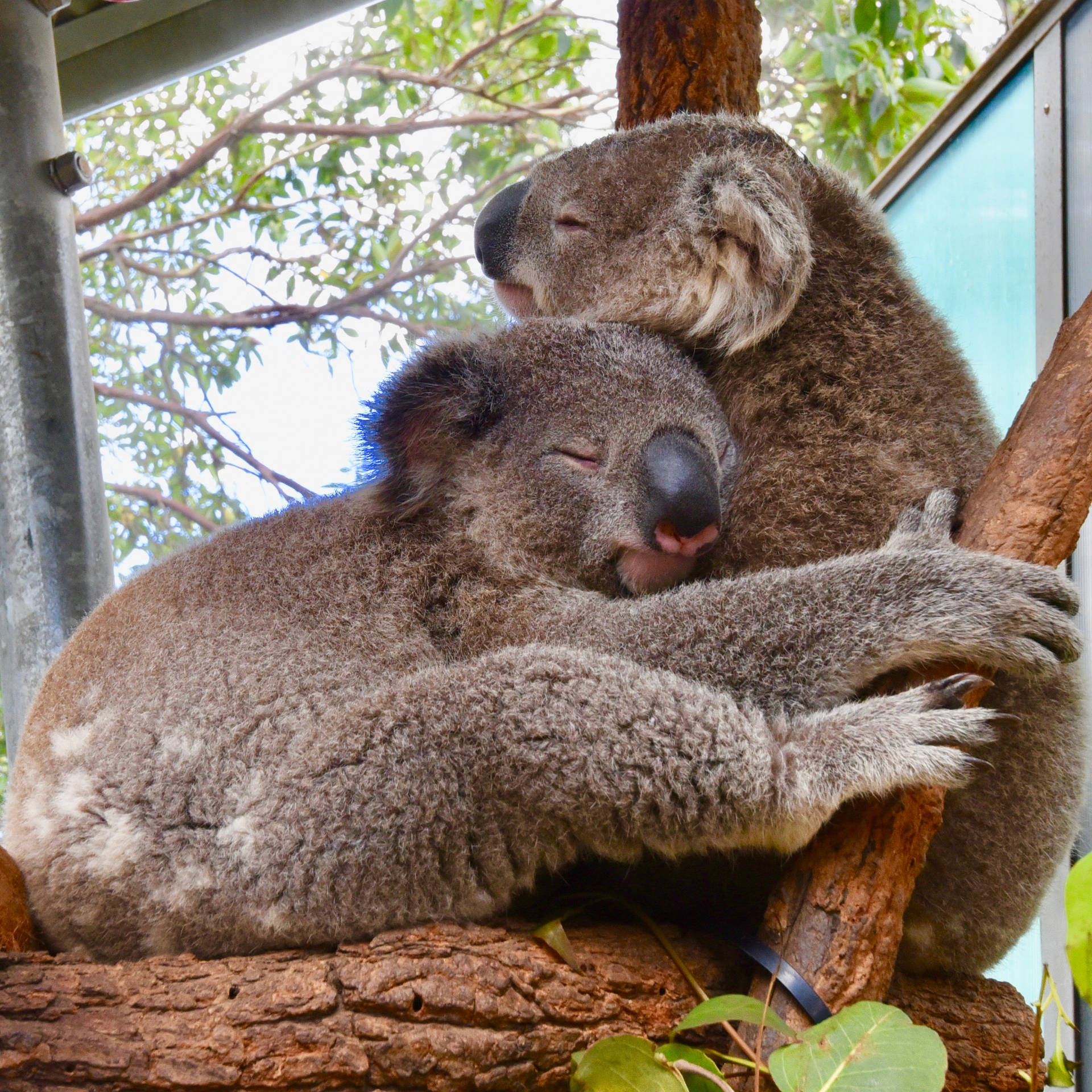 Two Koalas Cuddling Background