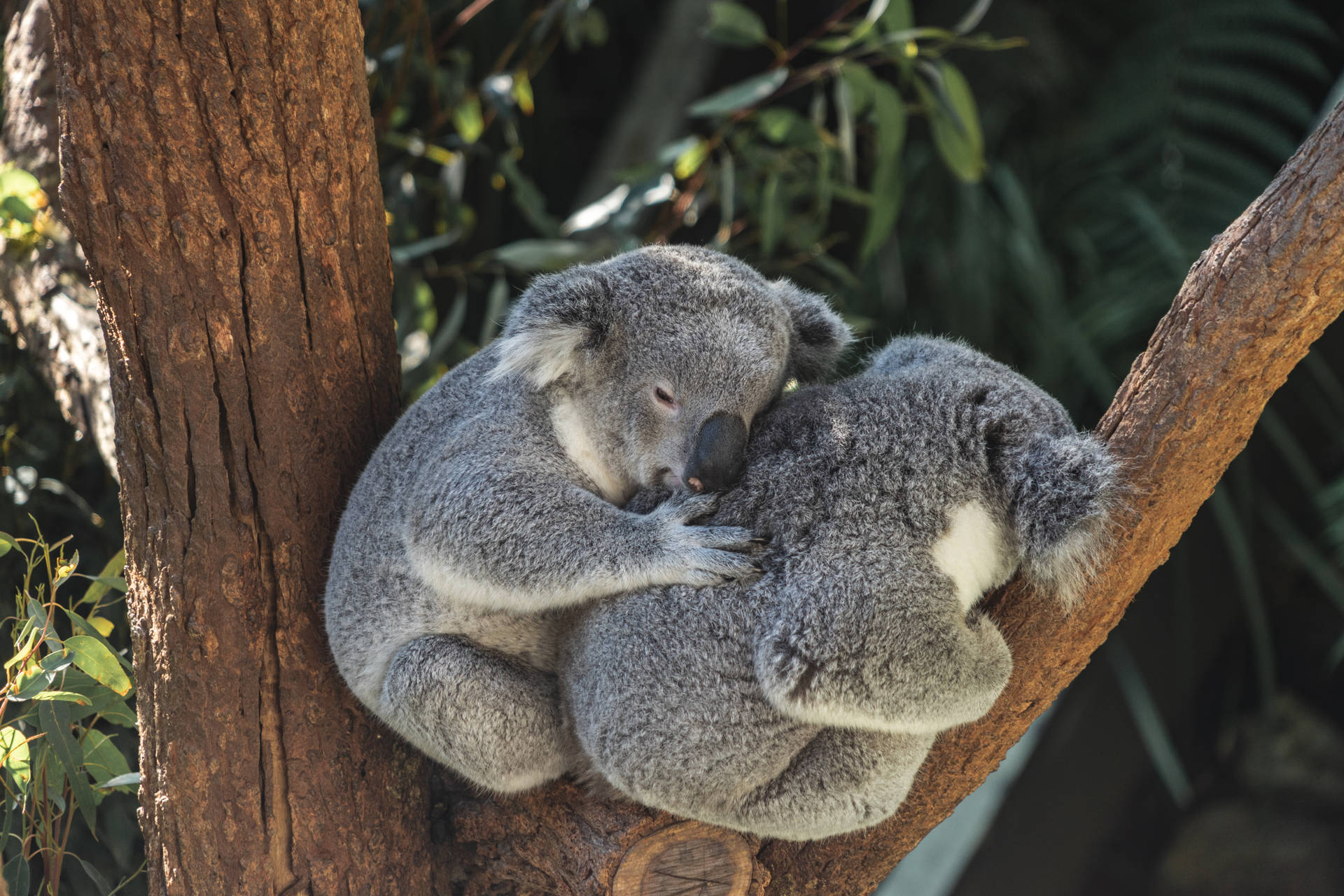 Two Koalas On A Tree Background