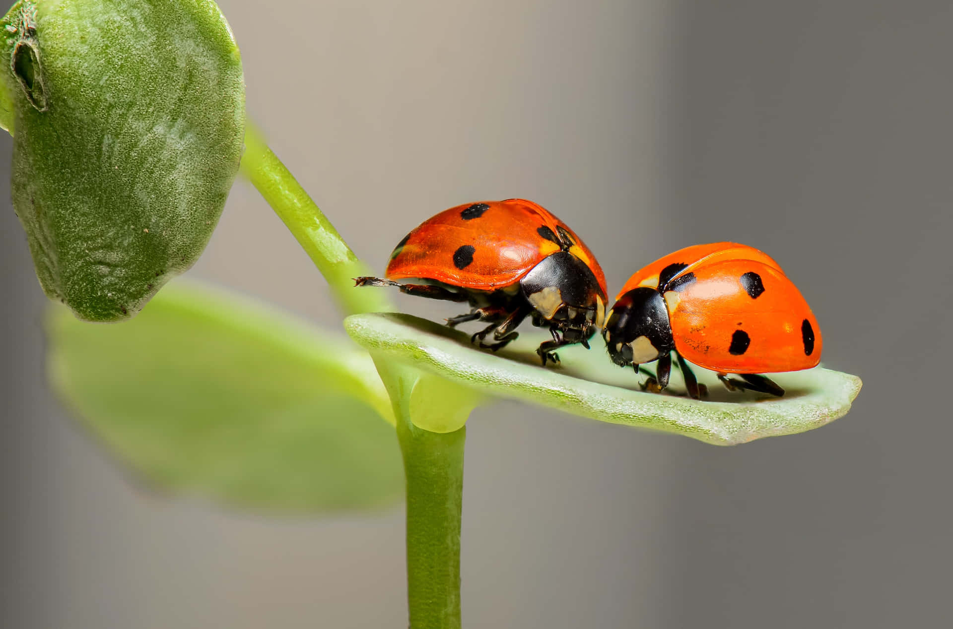 Two Ladybugs On A Leaf Background