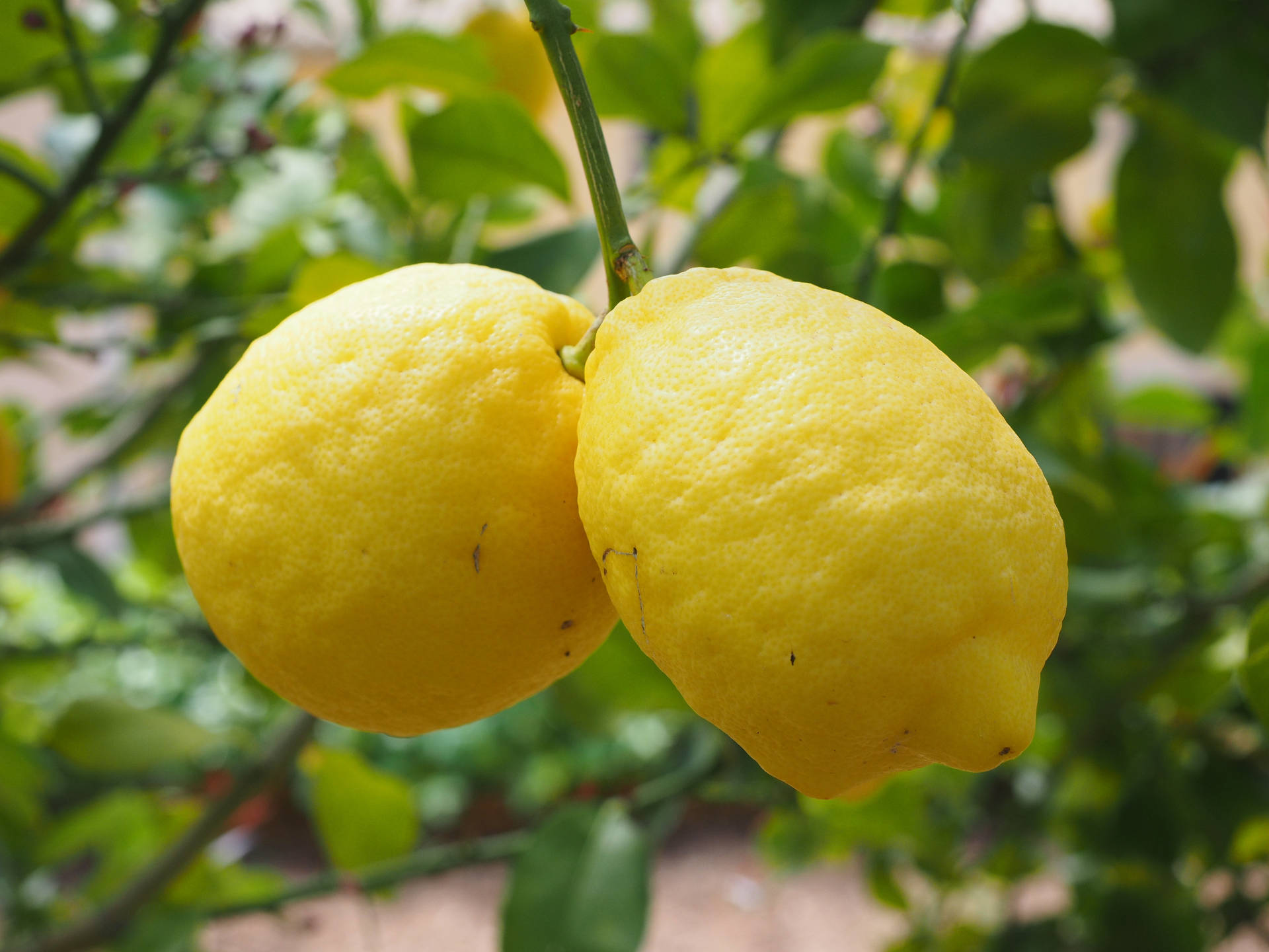 Two Lemon Fruit On Tree