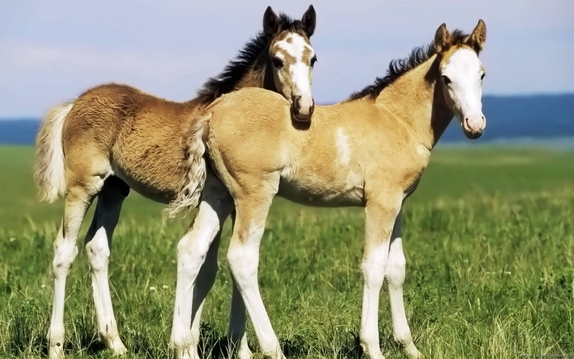 Two Light Brown Foal In A Meadow Background