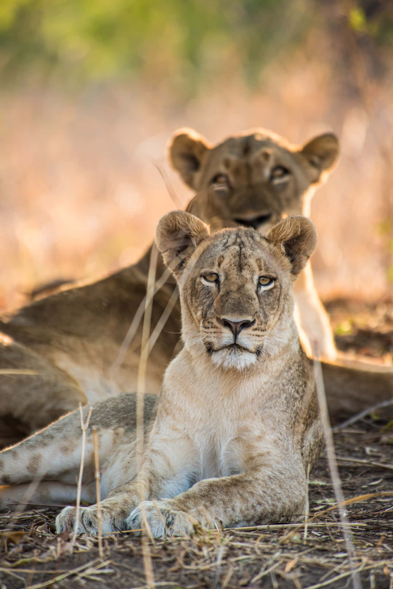 Two Lioness Resting In The Wild Background