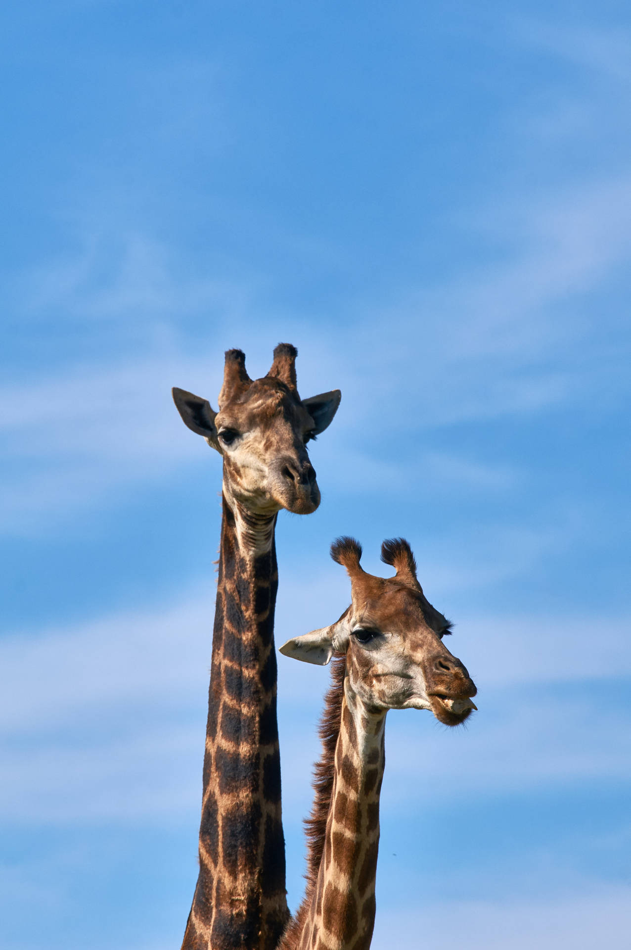 Two Long Neck Giraffe Background