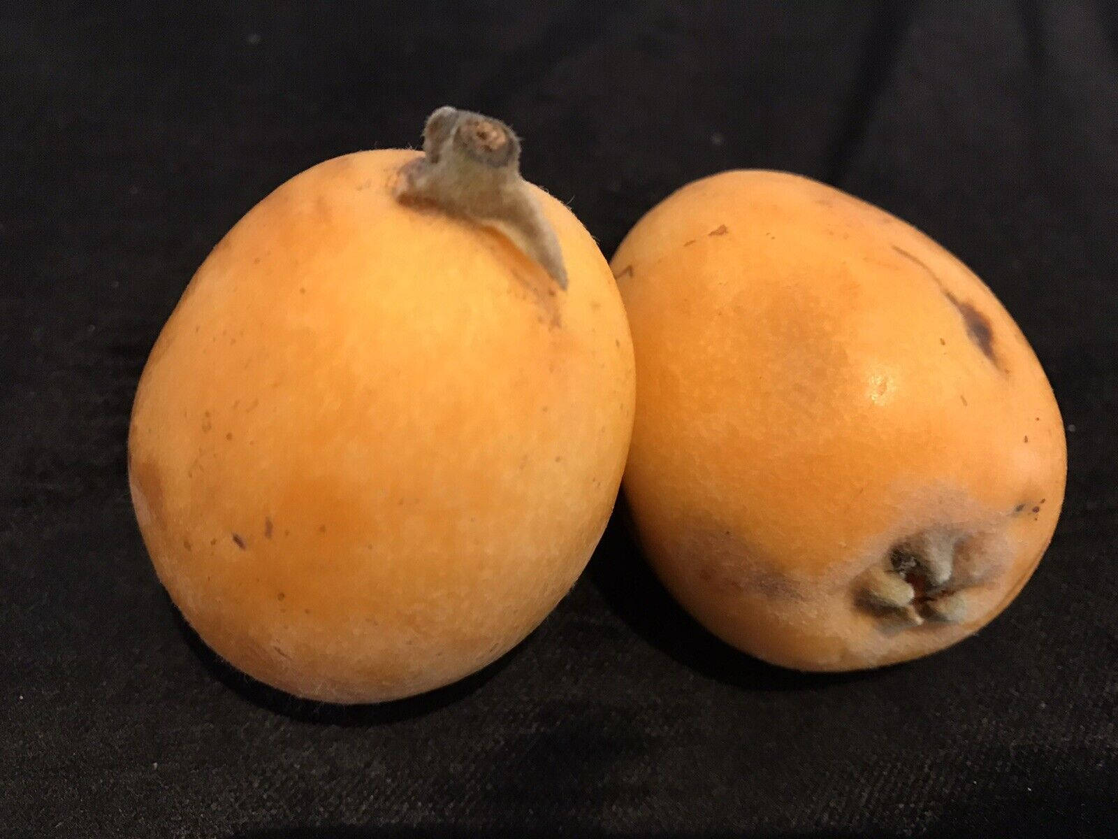 Two Loquat Fruits Background