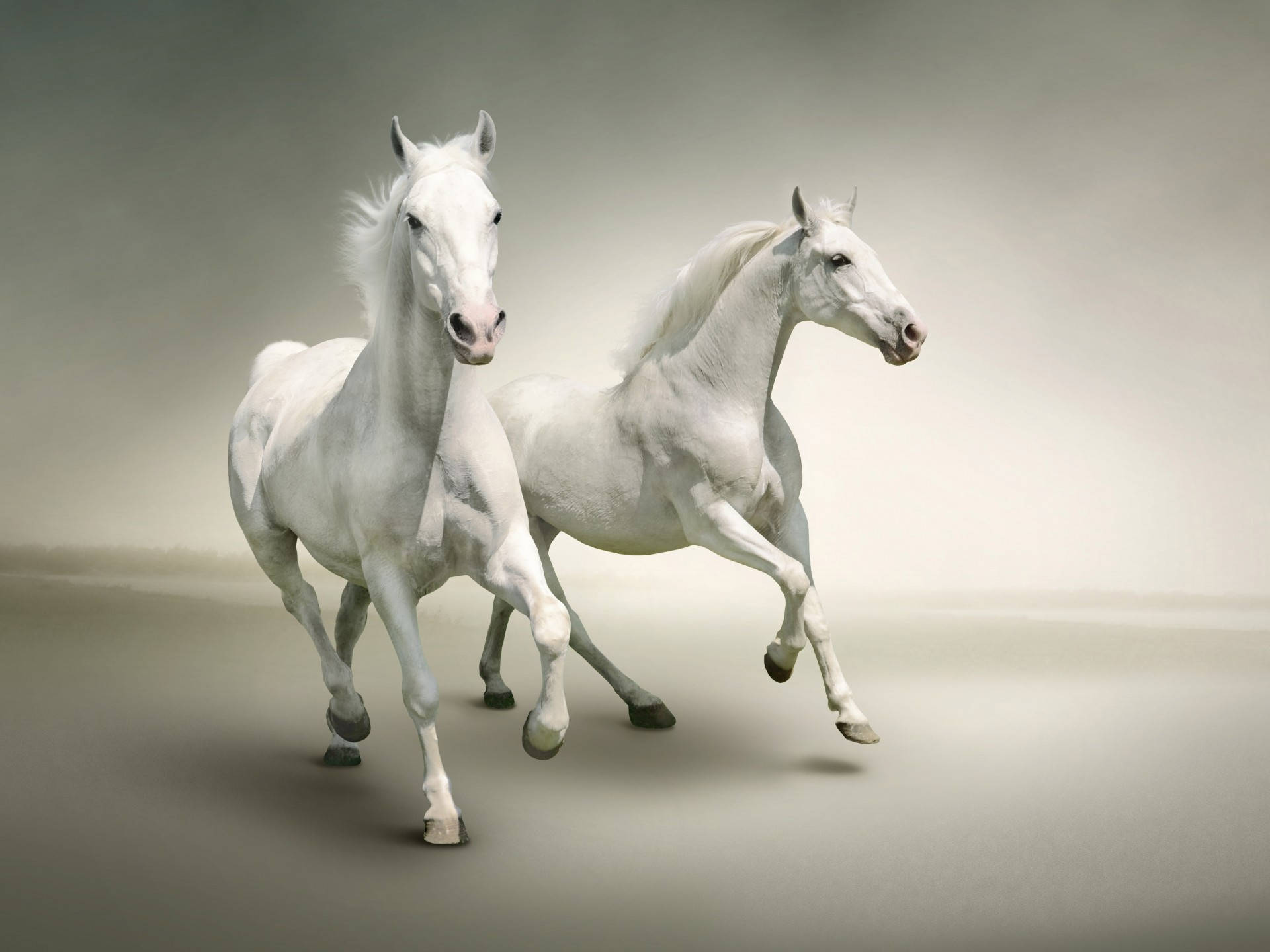 Two Majestic White Horses Background