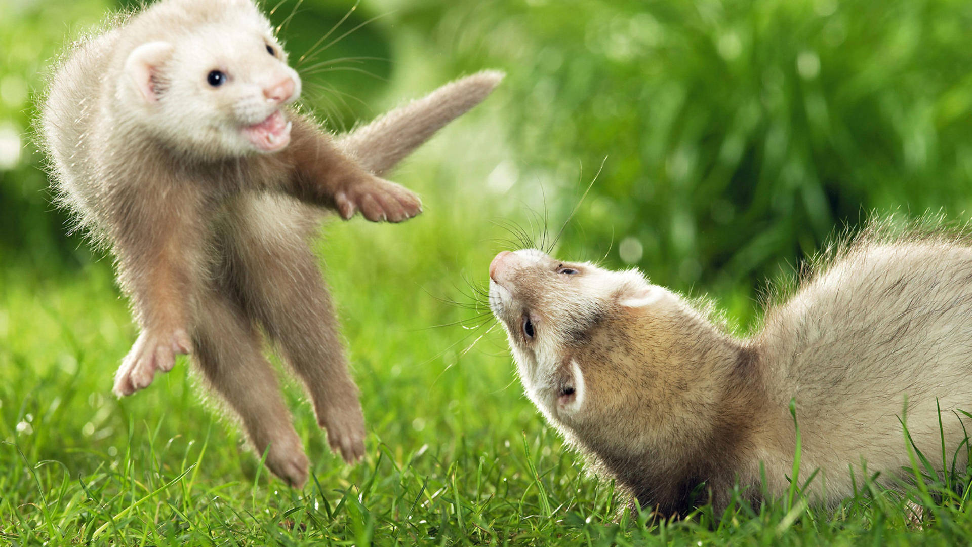 Two Mink On The Garden Background