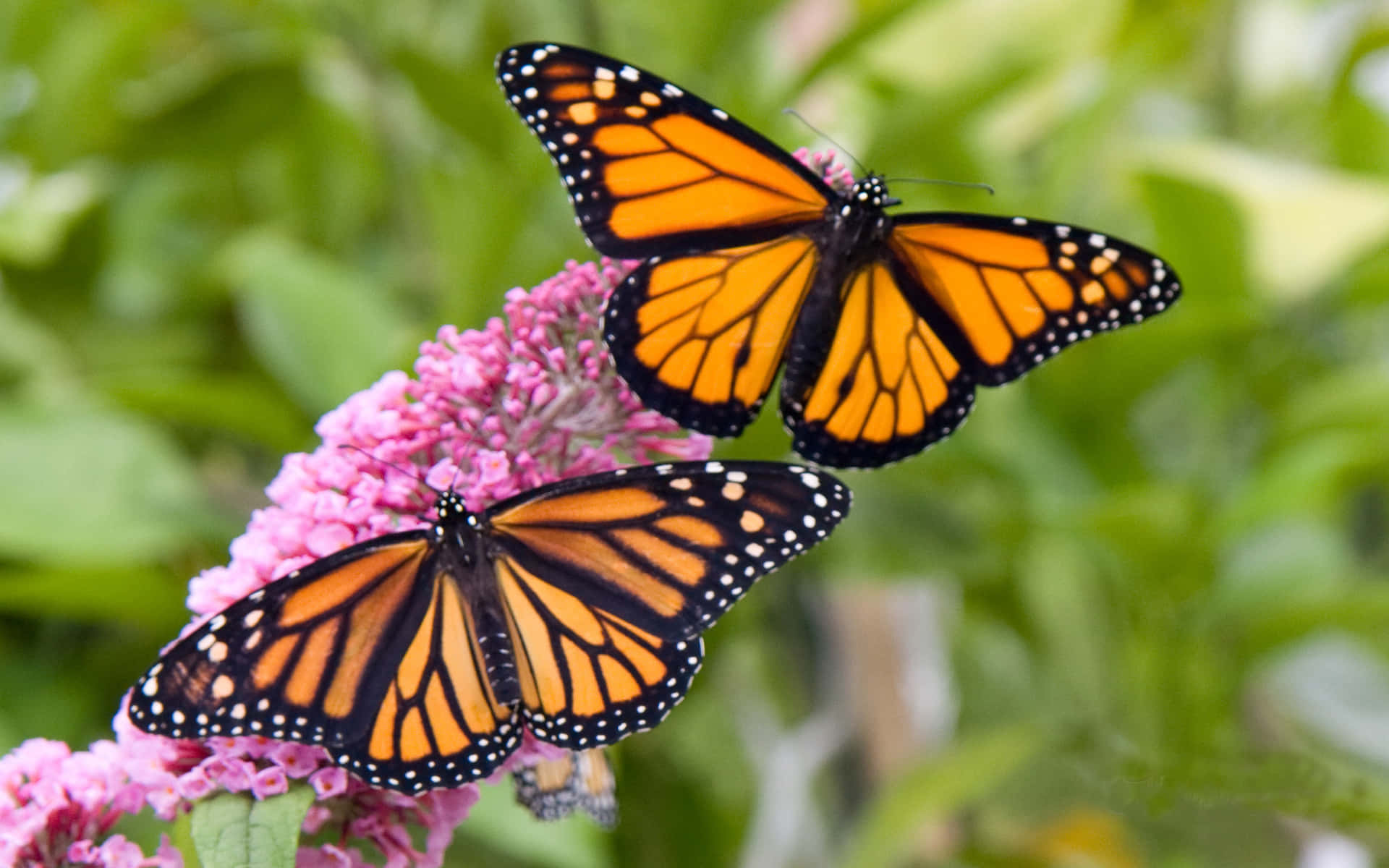 Two Monarch Butterflies On Pink Flower