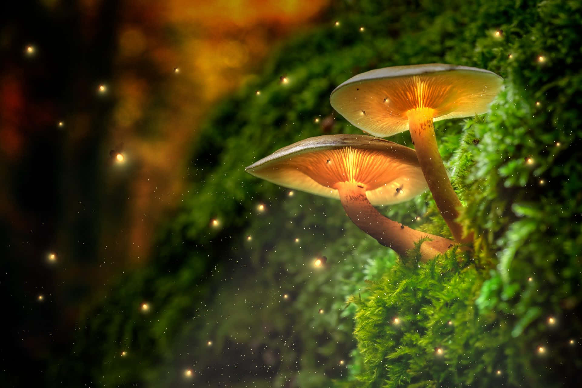 Two Mushrooms On A Mossy Wall With A Glowing Light Background