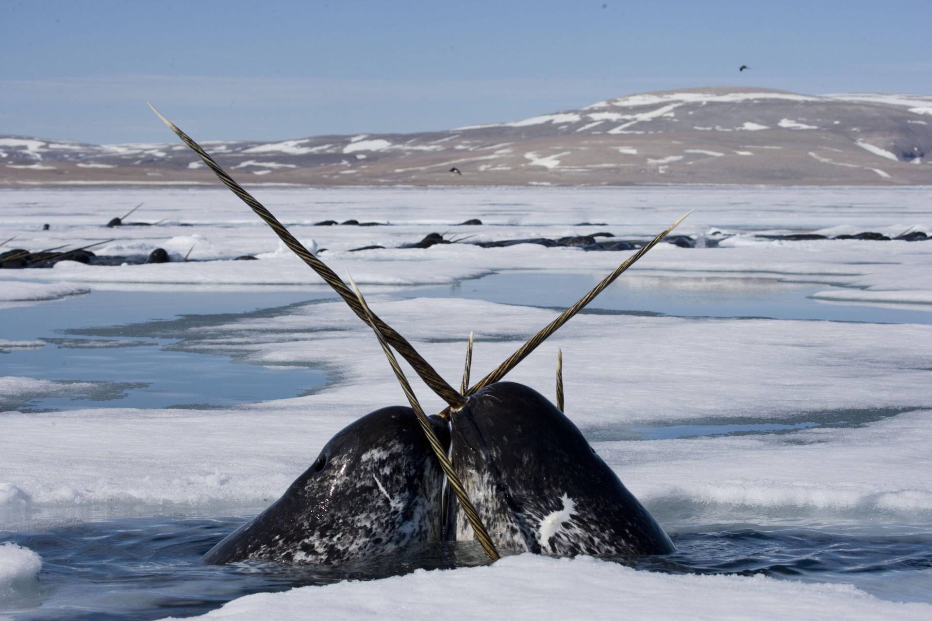 Two Narwhals Tusking Background
