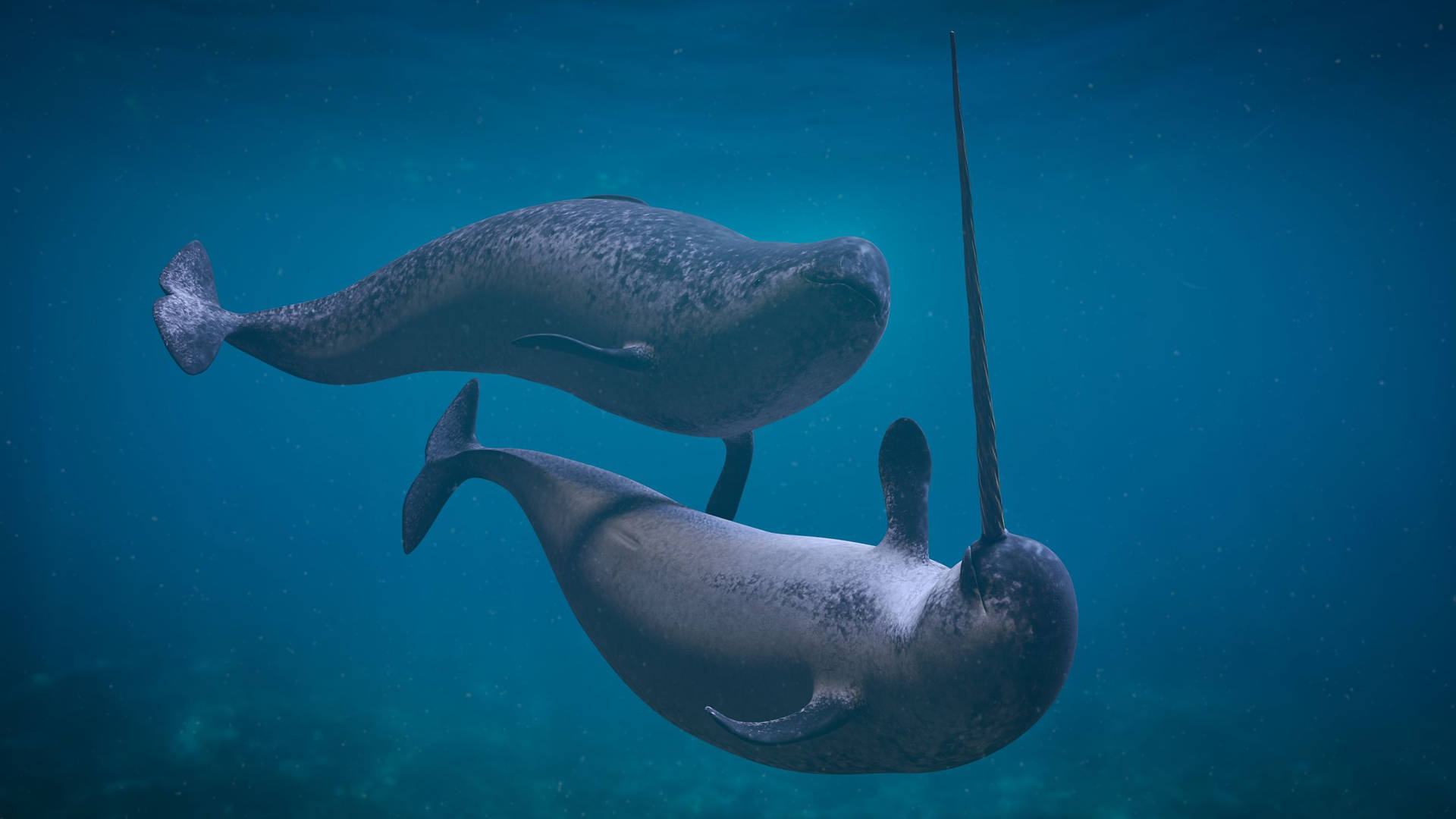 Two Narwhals Underwater Background