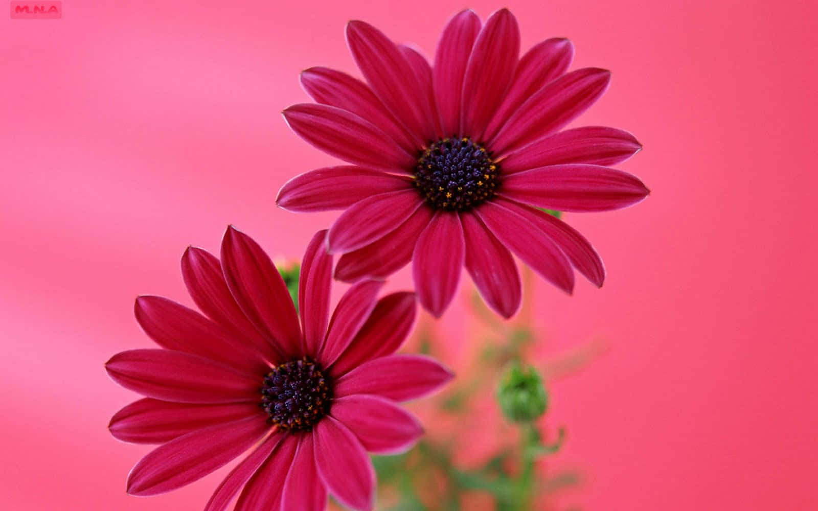 Two Nature Flower Background