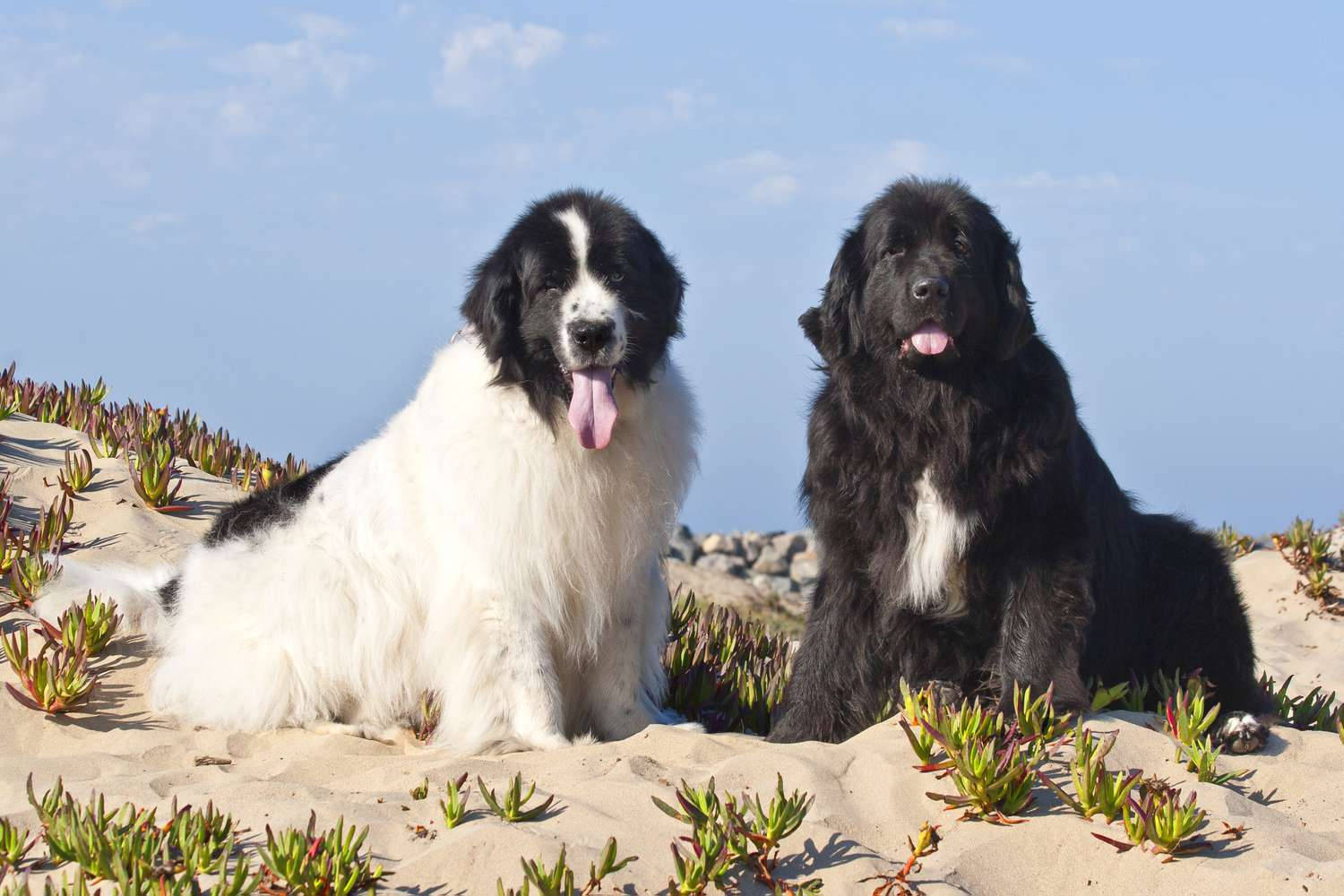 Two Newfoundland Dogs Background