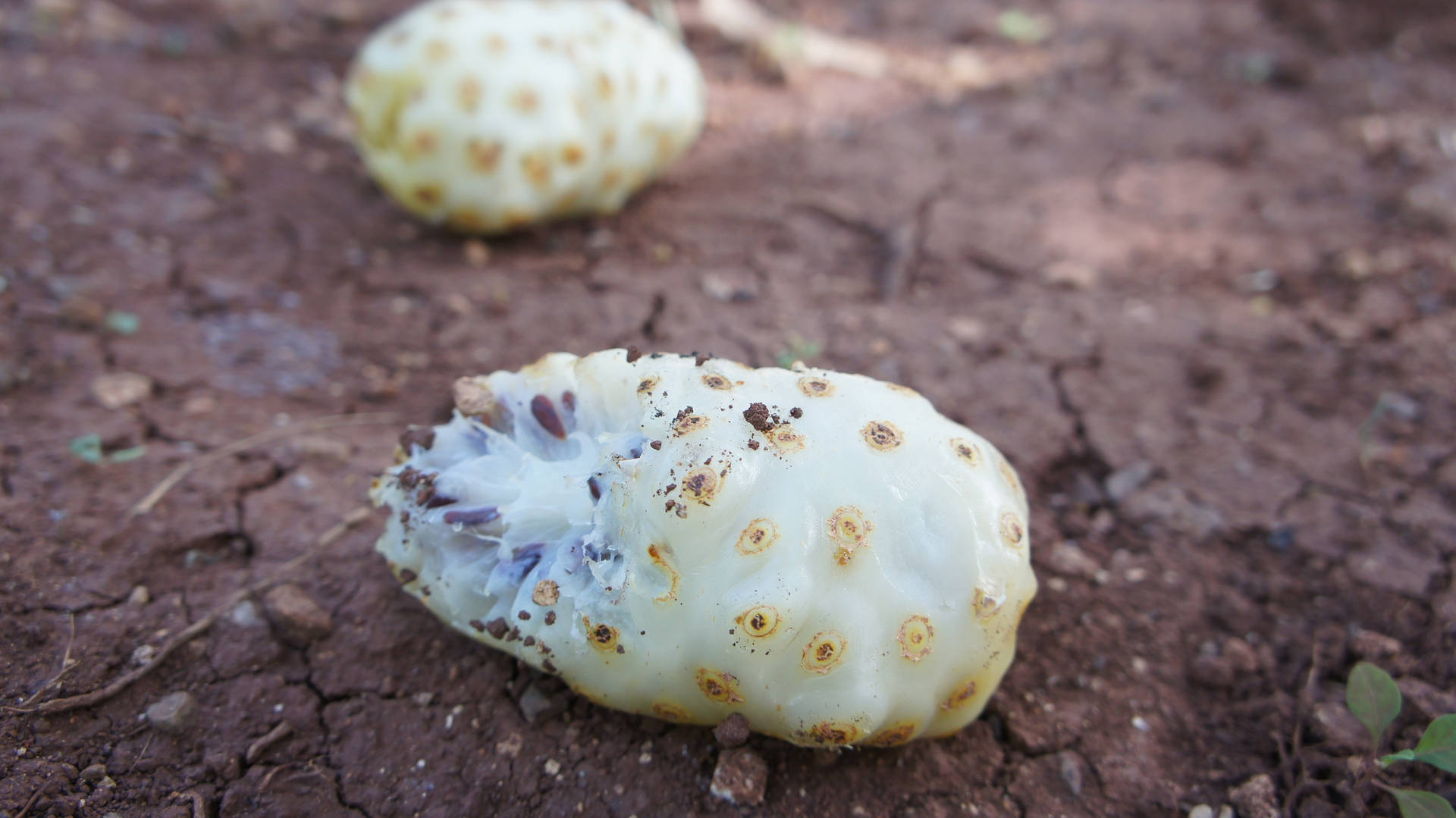 Two Noni Fruits On The Ground Background