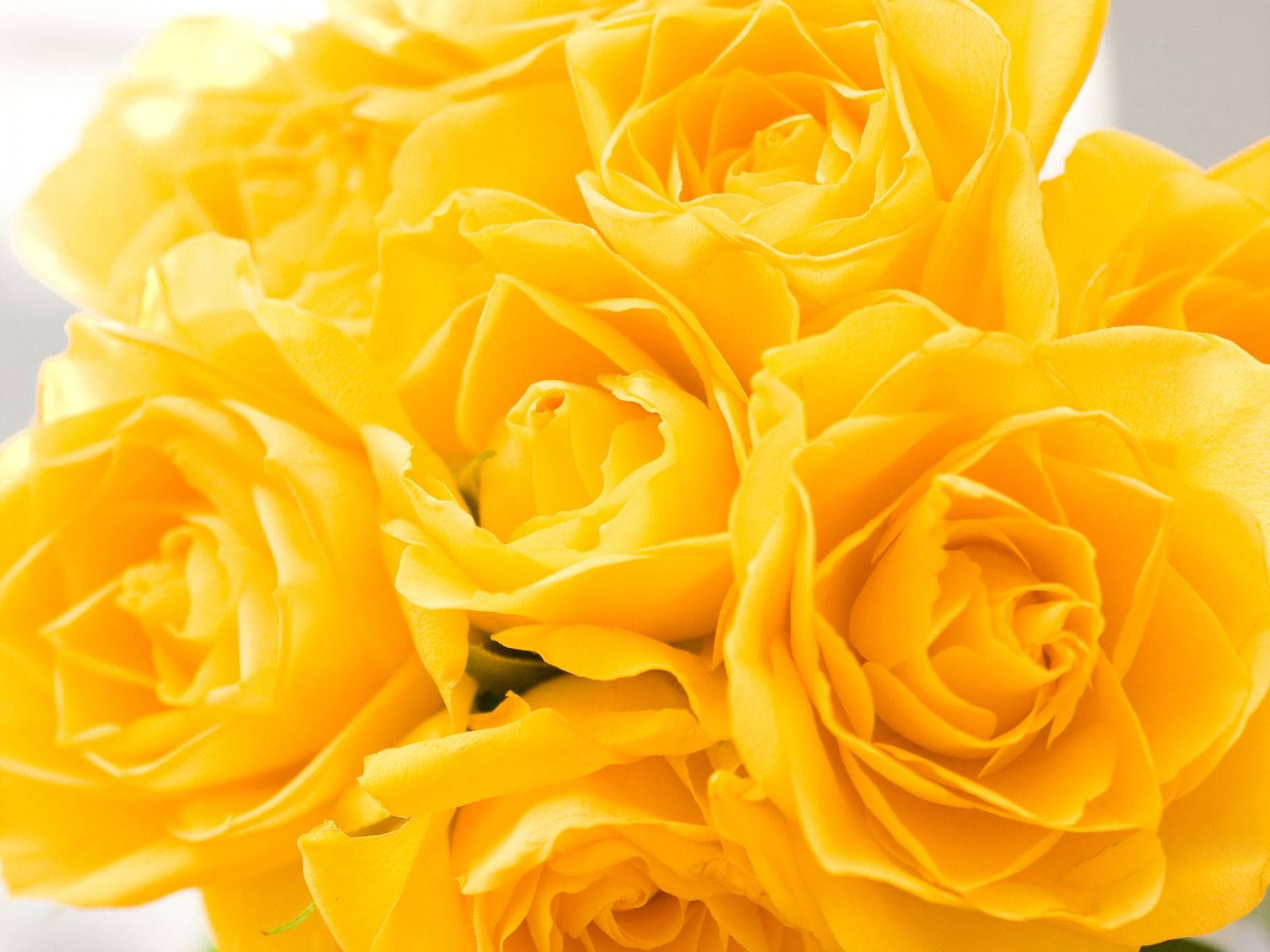 Two Of Nature's Finest: Sunflower And Rose Background